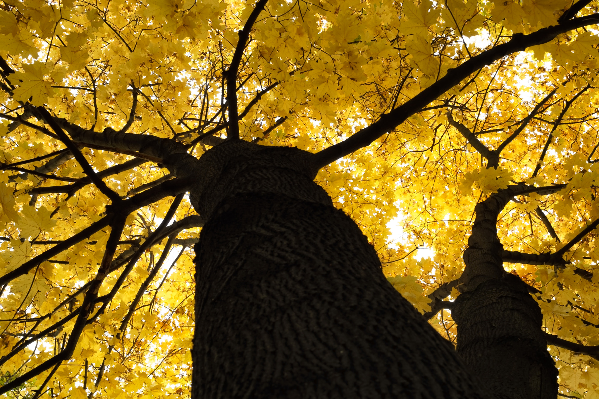 Sony FE 28mm F2 sample photo. Golden trees photography