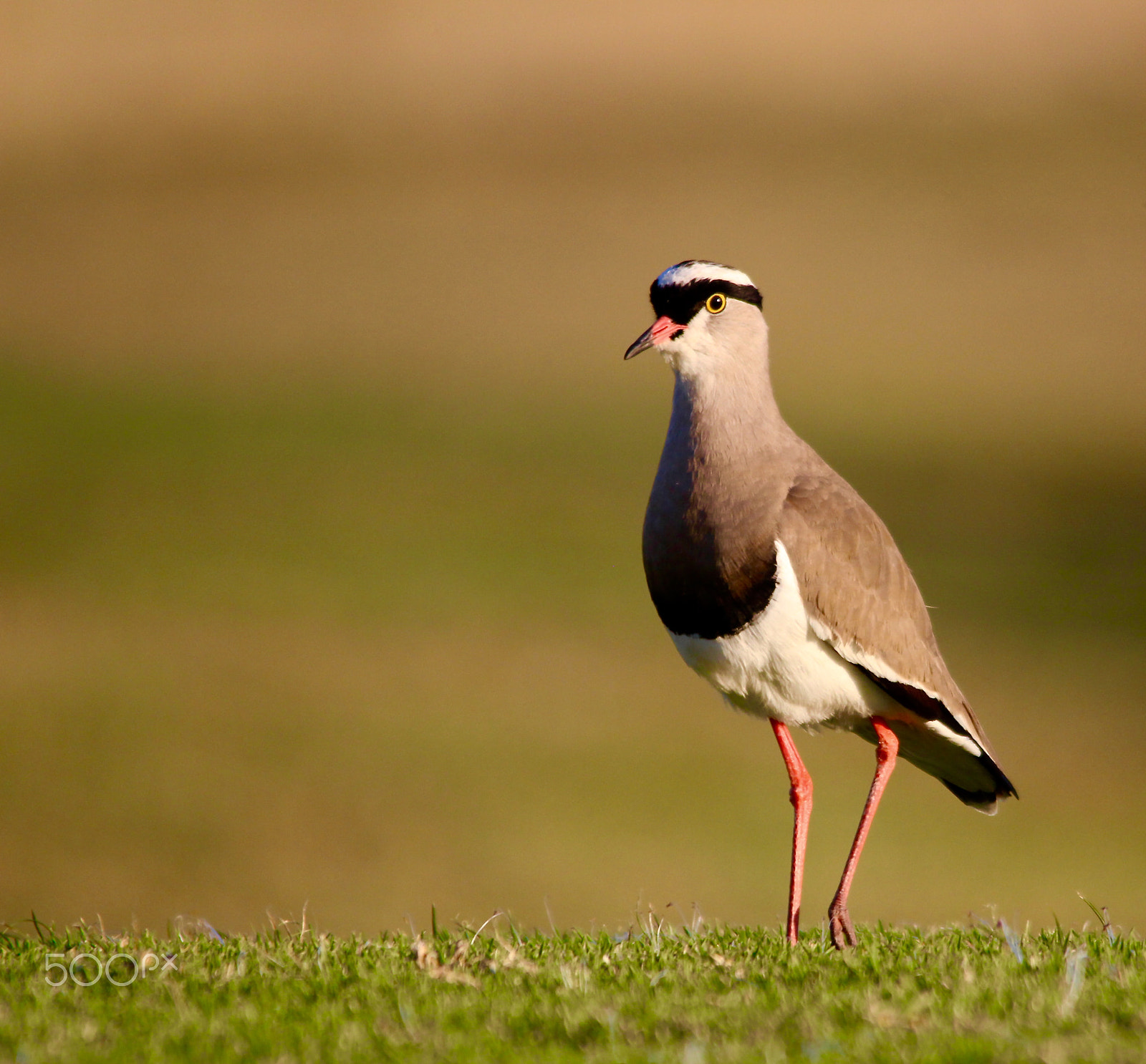 Sigma 150-500mm F5-6.3 DG OS HSM sample photo. On eye level photography