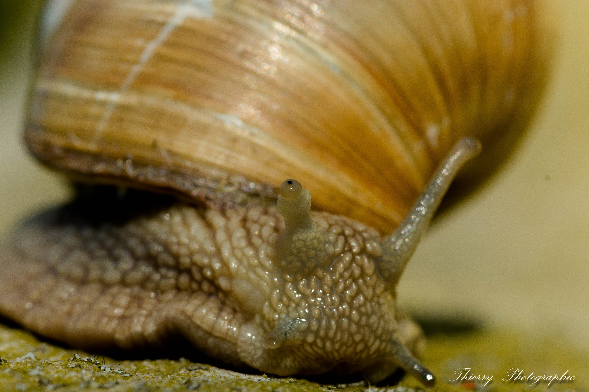 Canon EOS 70D + Tamron SP AF 90mm F2.8 Di Macro sample photo. 6710.jpg photography