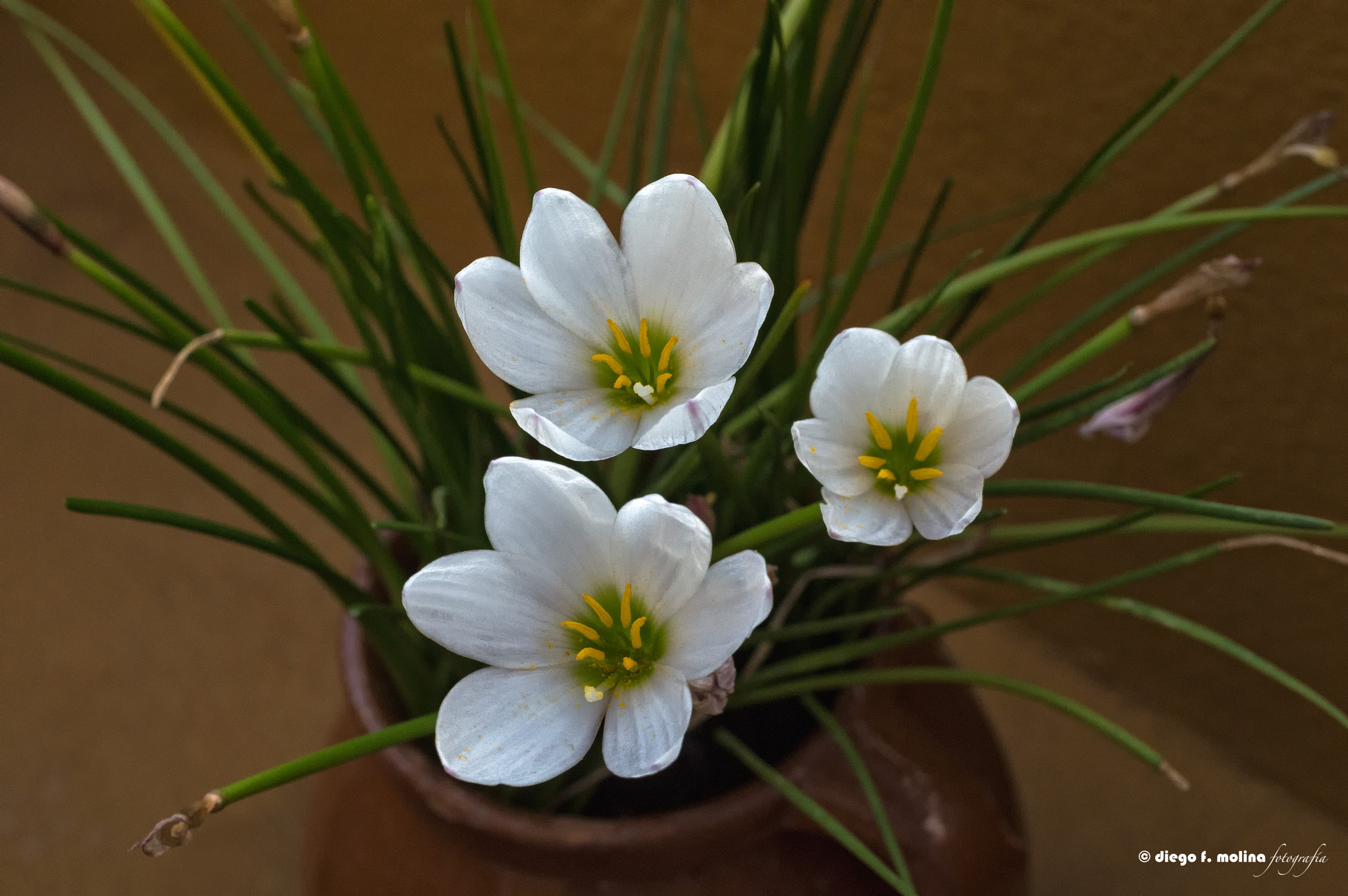 Nikon D3200 + AF Nikkor 50mm f/1.8 sample photo. Un nido de flores photography