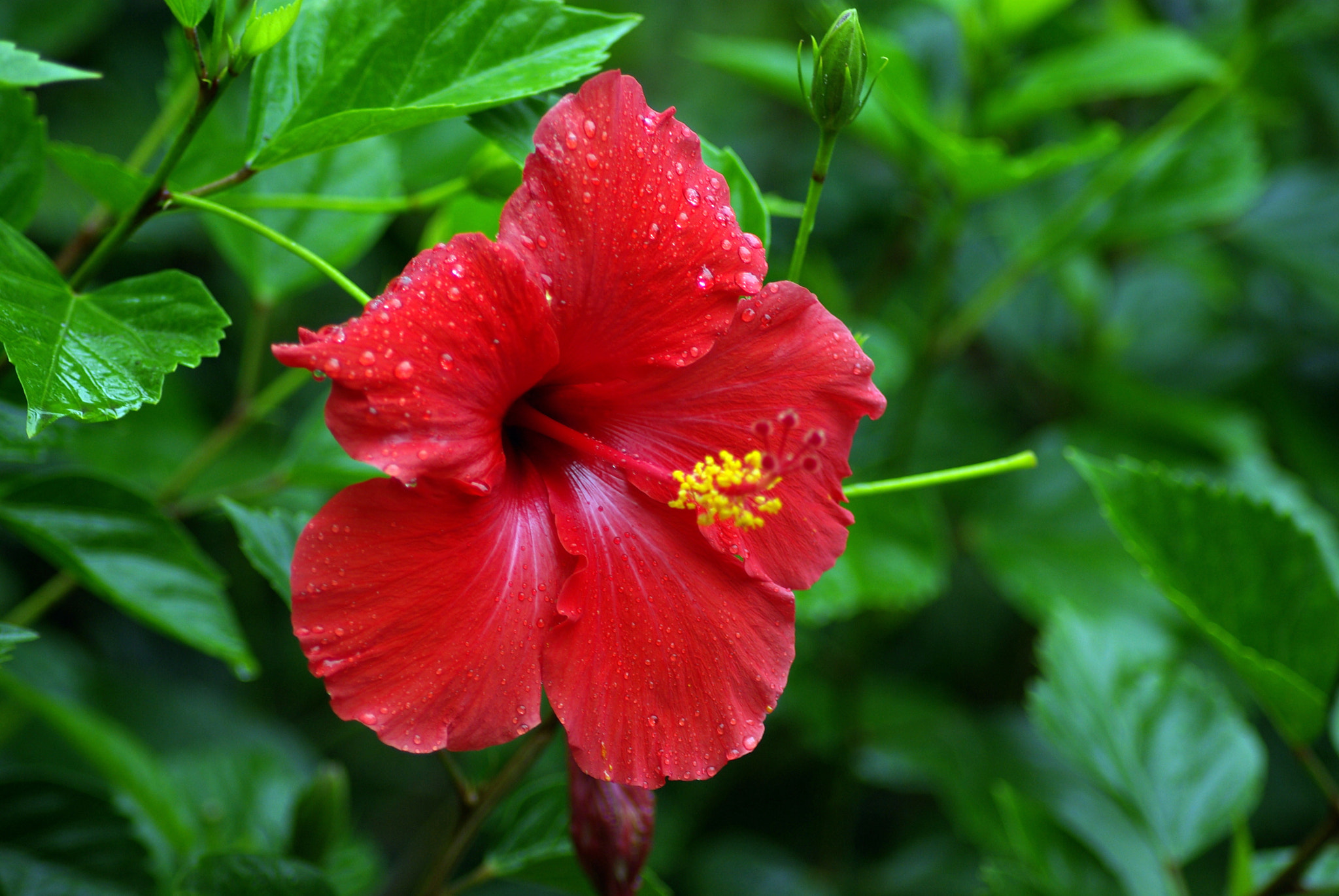 Pentax K10D sample photo. Red flower photography