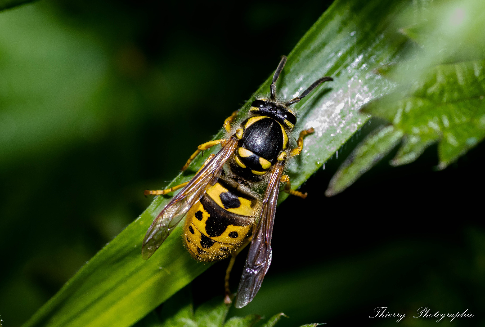 Canon EOS 80D + Tamron SP AF 90mm F2.8 Di Macro sample photo. 1962.jpg photography