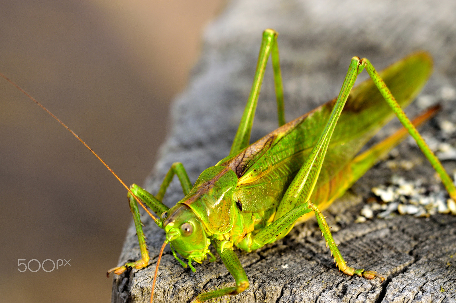 Sigma 105mm F2.8 EX DG Macro sample photo. Green grasshopper photography
