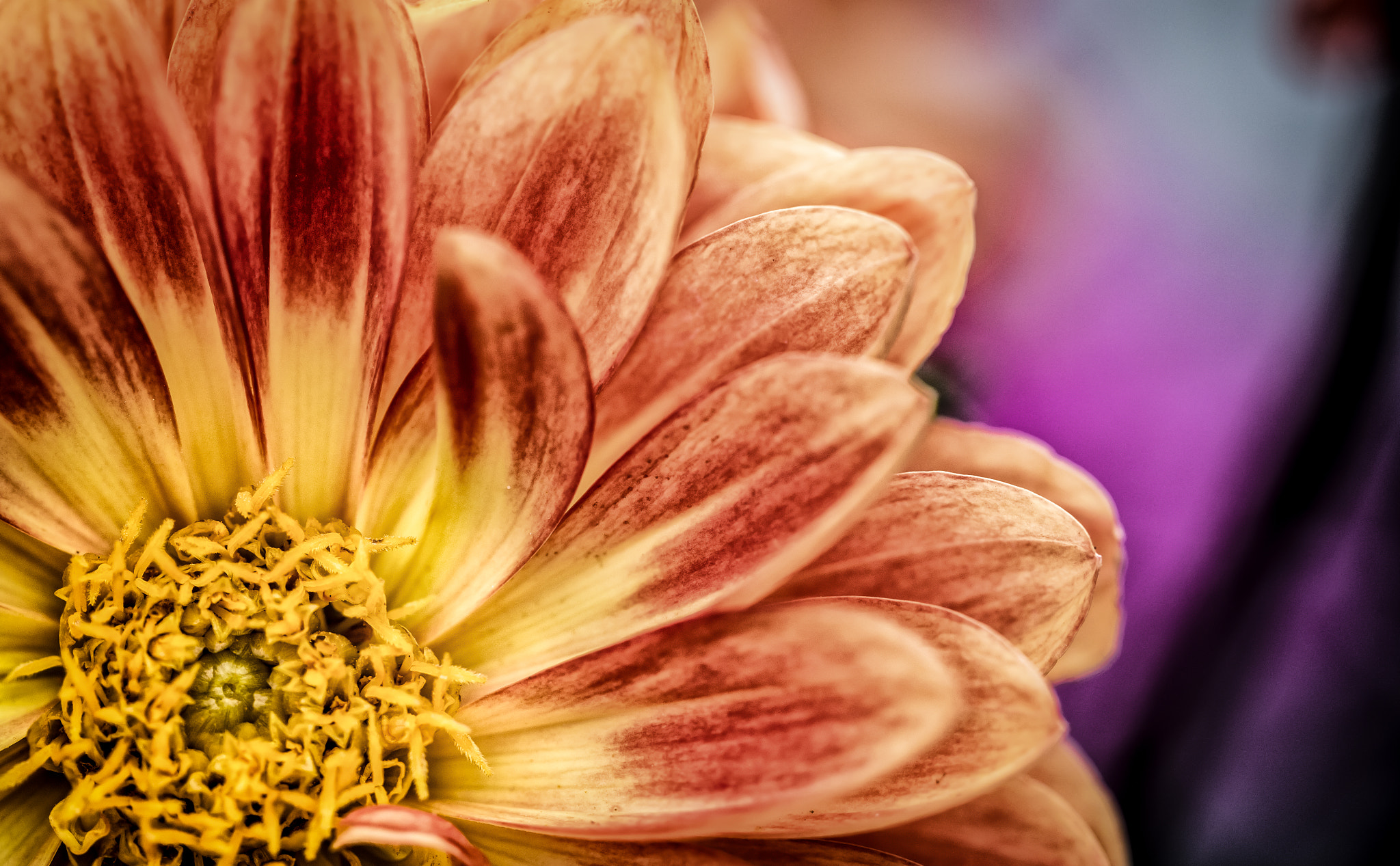 Canon EF 100mm F2.8L Macro IS USM sample photo. From my garden... photography