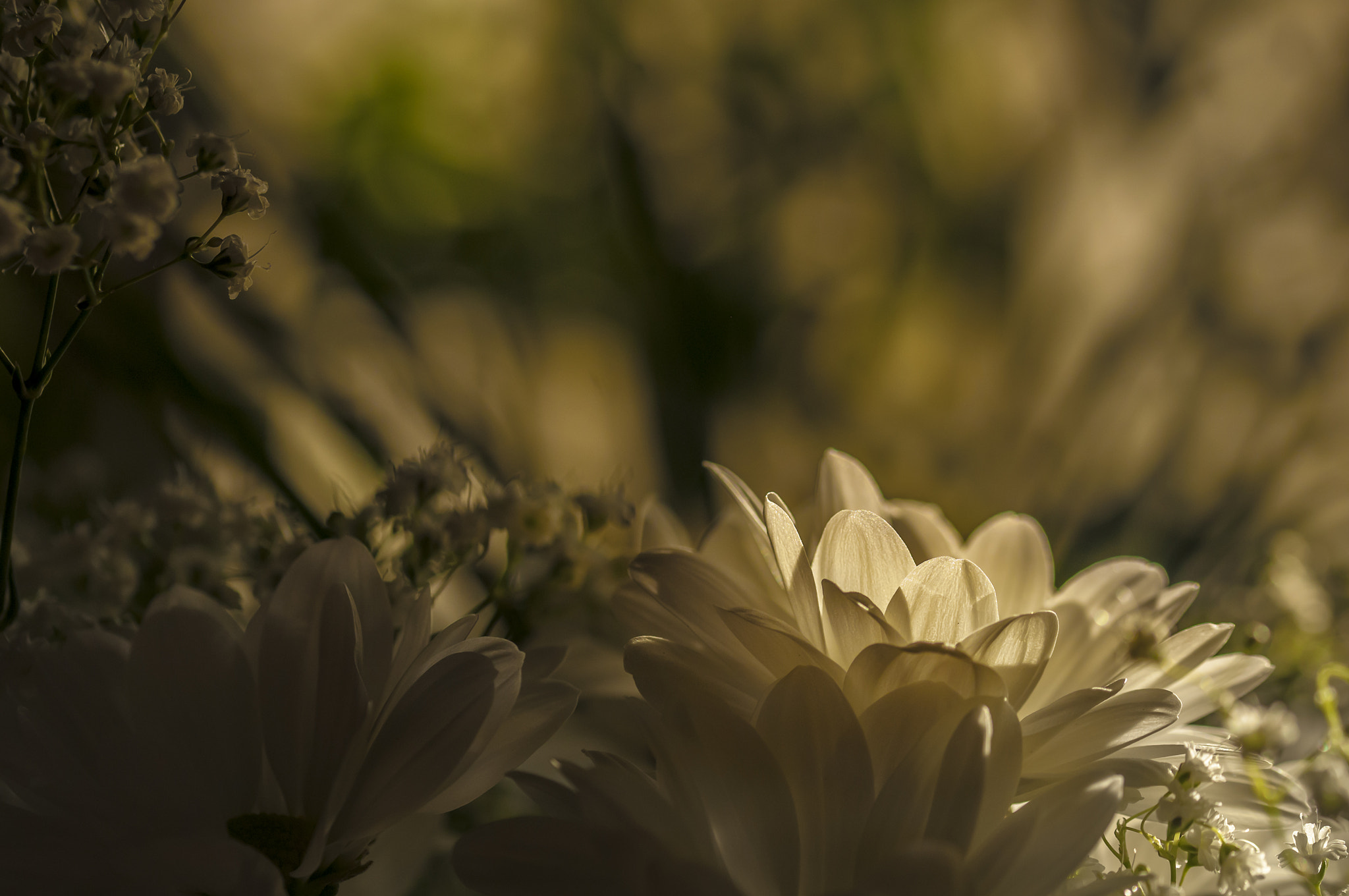 Sigma 105mm F2.8 EX DG OS HSM sample photo. Bl0013 photography