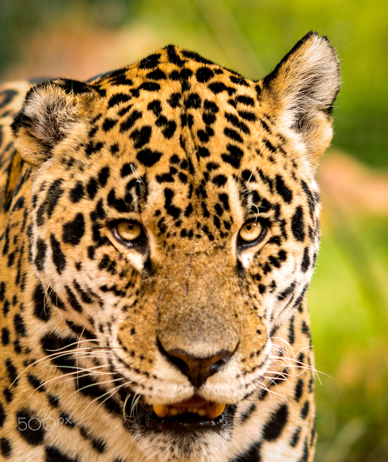 Nikon D800 sample photo. Jaguar head shot photography