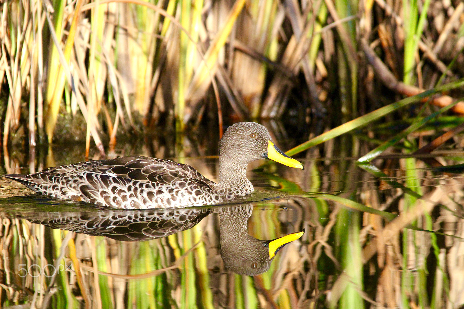 Sigma 150-500mm F5-6.3 DG OS HSM sample photo. Yellow bill duck 2 photography