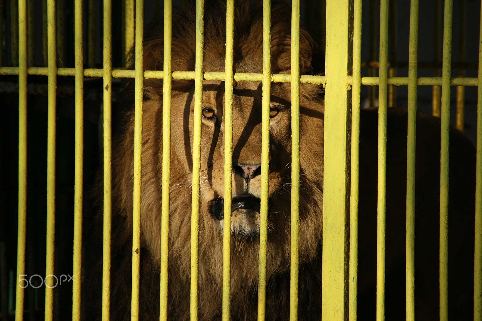 Sony DT 18-200mm F3.5-6.3 sample photo. Male lion photography
