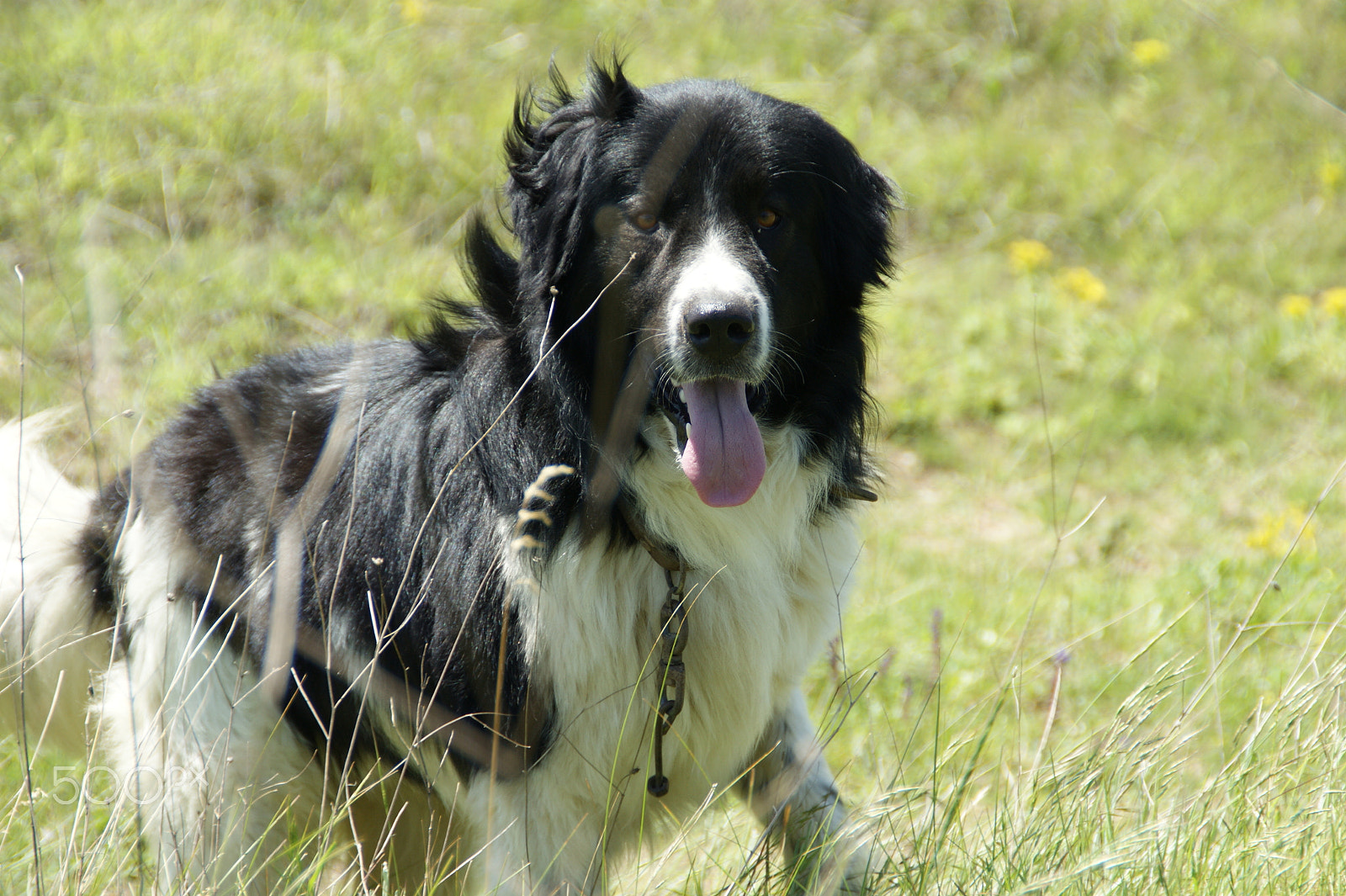 Sony DT 18-200mm F3.5-6.3 sample photo. Bulgarian sheppard dog photography