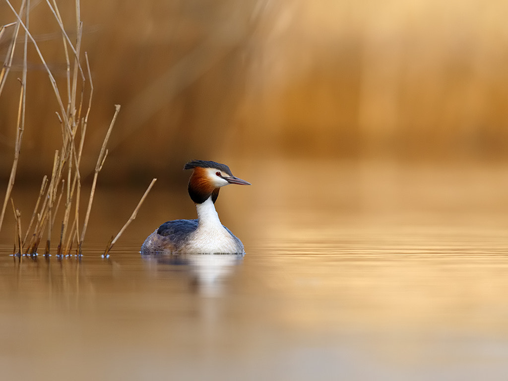 Canon EOS-1D X + Canon EF 600mm F4L IS II USM sample photo. Great crested grebe.  photography