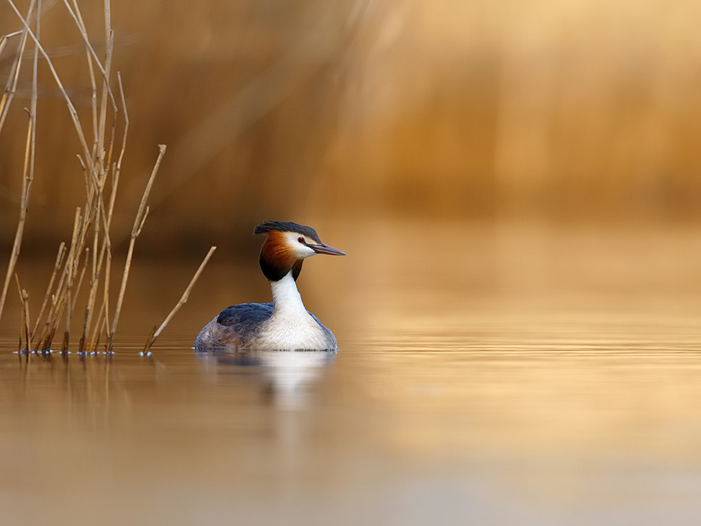 Canon EF 600mm F4L IS II USM sample photo. Great crested grebe.  photography