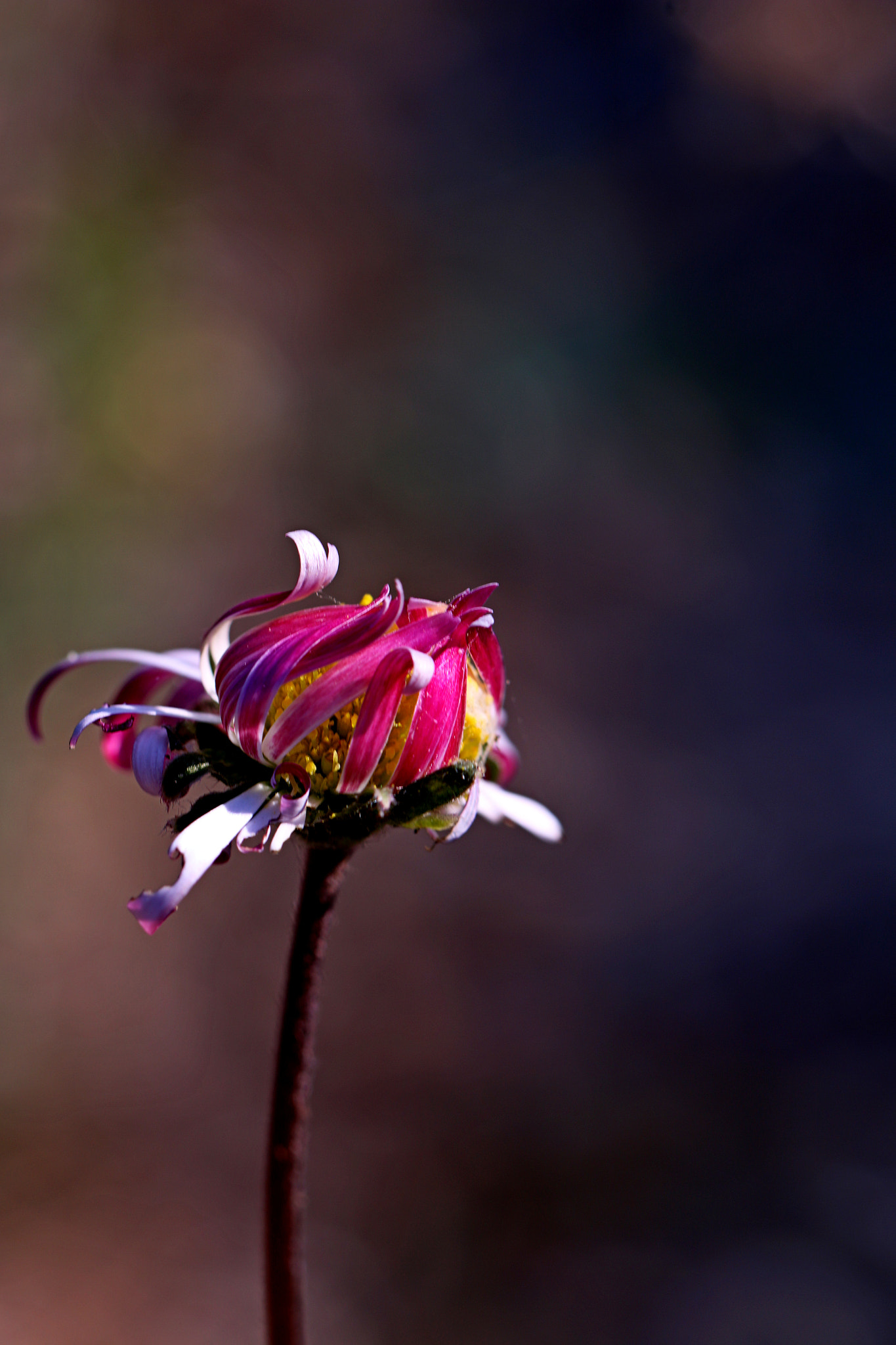 Canon EOS 70D sample photo. Fleurs et insectes - 2 octobre 2016 photography
