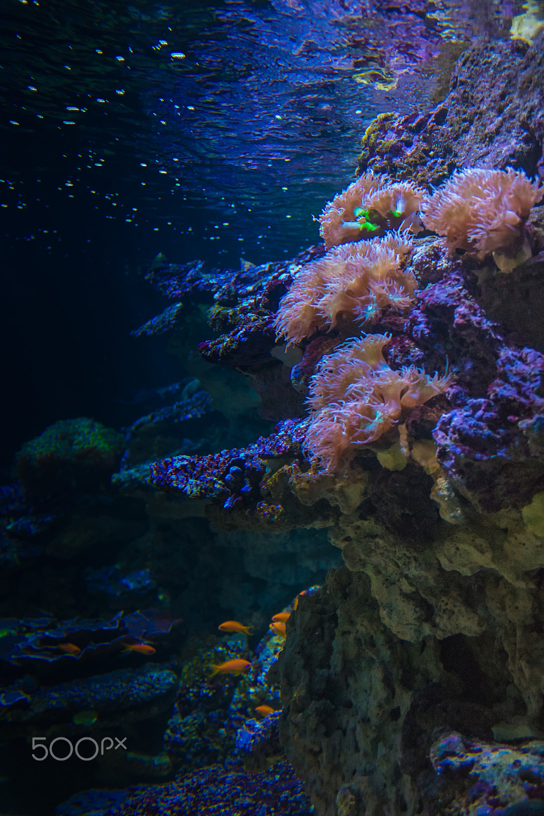 Canon EF-S 18-55mm F3.5-5.6 II sample photo. Find nemo photography