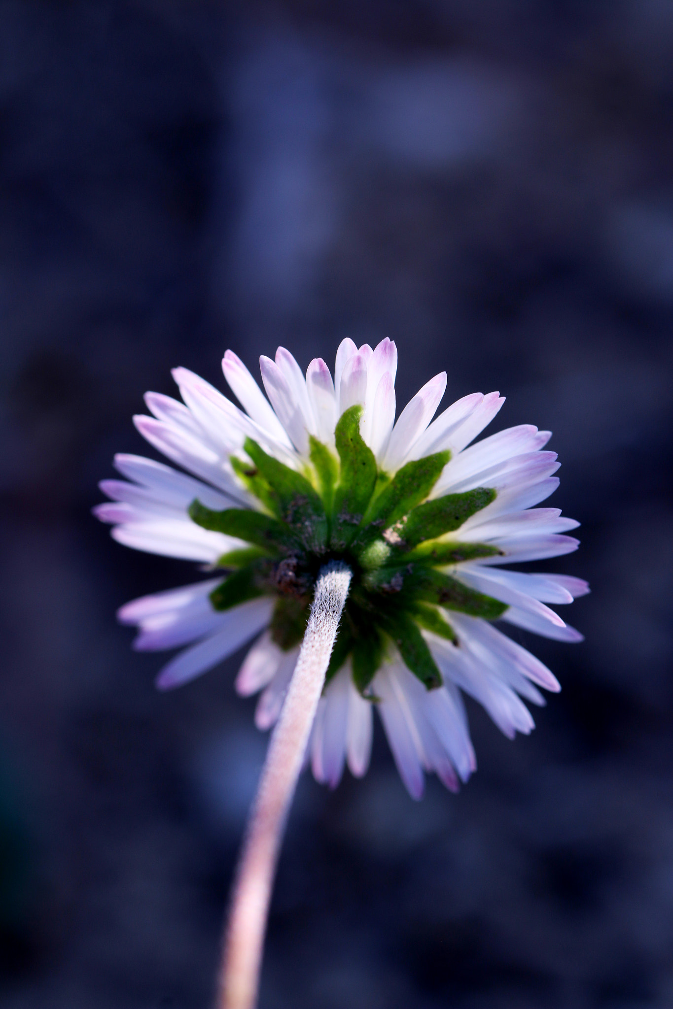 Canon EOS 70D + Canon EF 100mm F2.8L Macro IS USM sample photo. Fleurs et insectes - 2 octobre 2016 photography