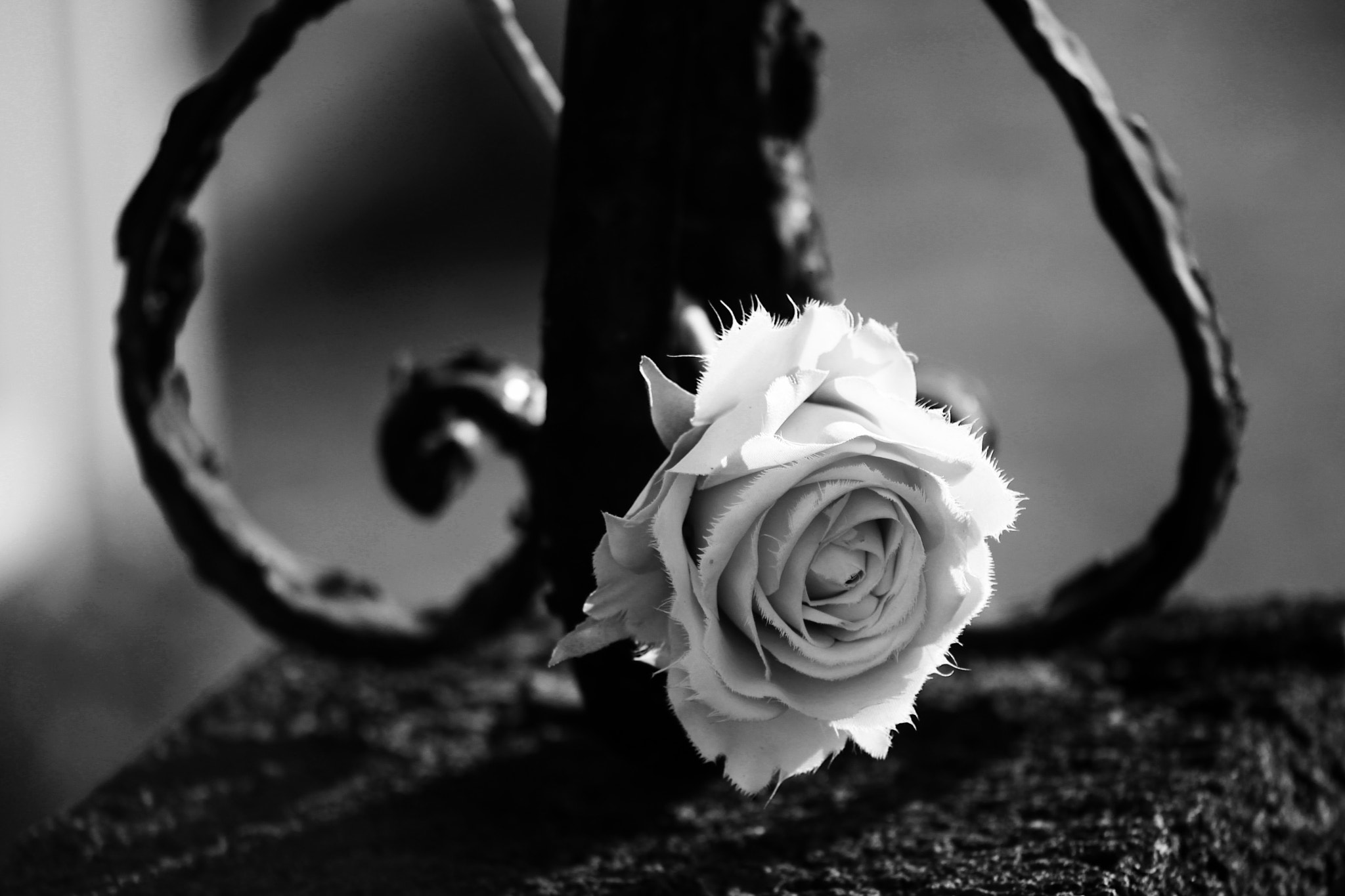 Canon EF 75-300mm f/4-5.6 USM sample photo. Rose blanche photography
