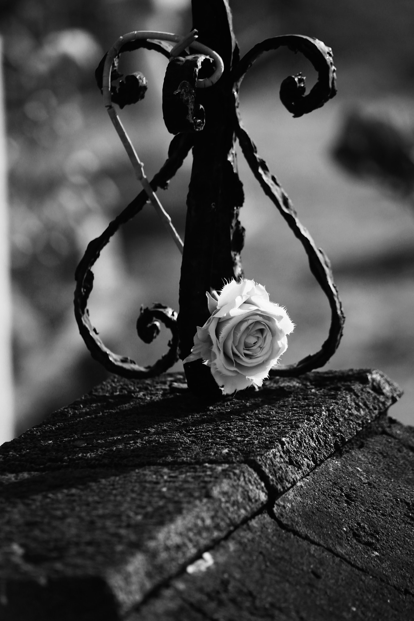 Canon EF 75-300mm f/4-5.6 USM sample photo. Rose blanche photography
