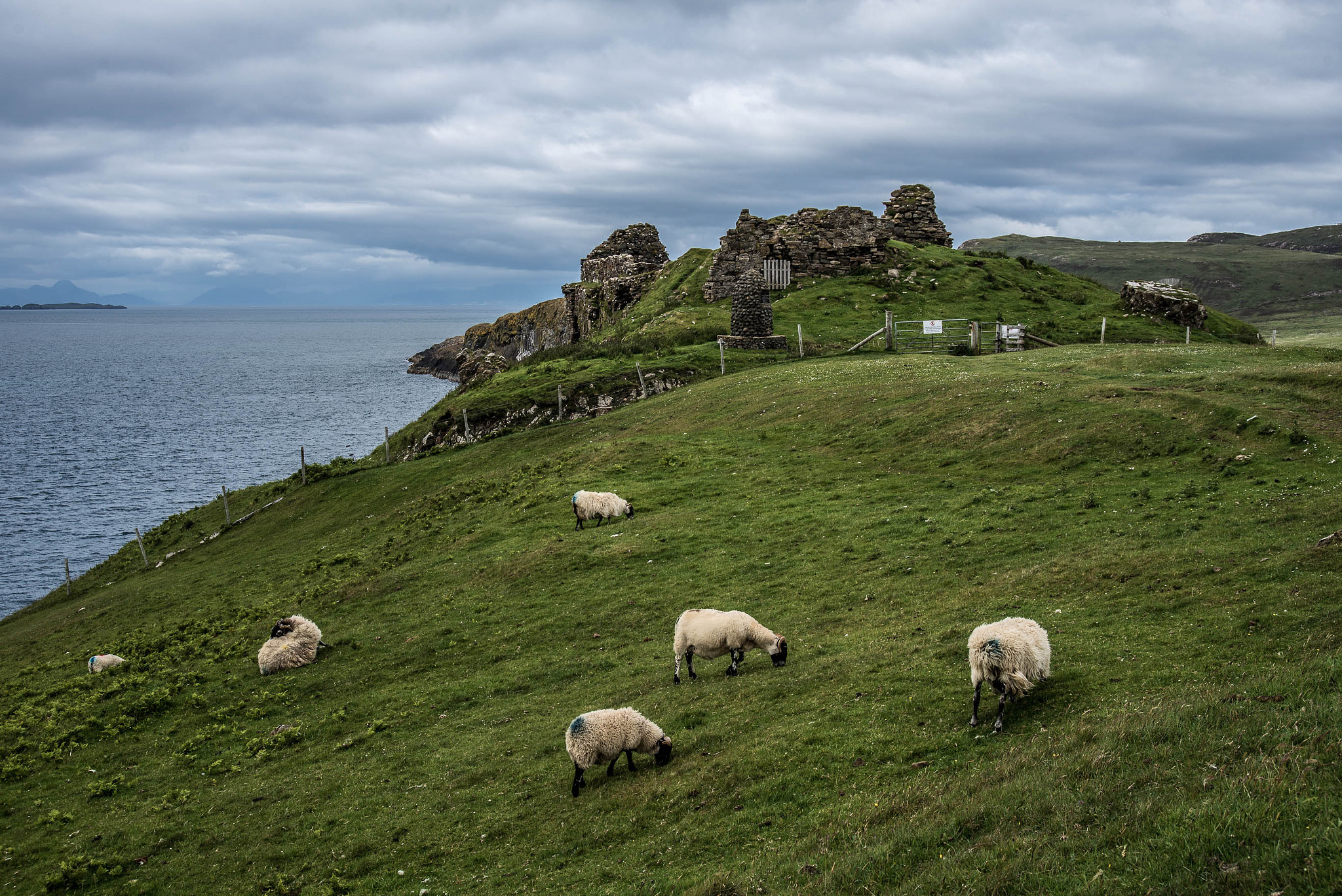 Nikon D610 + AF Zoom-Nikkor 28-80mm f/3.3-5.6G sample photo. Sheep at the duntulum castle. isle of skye scotland highlands photography