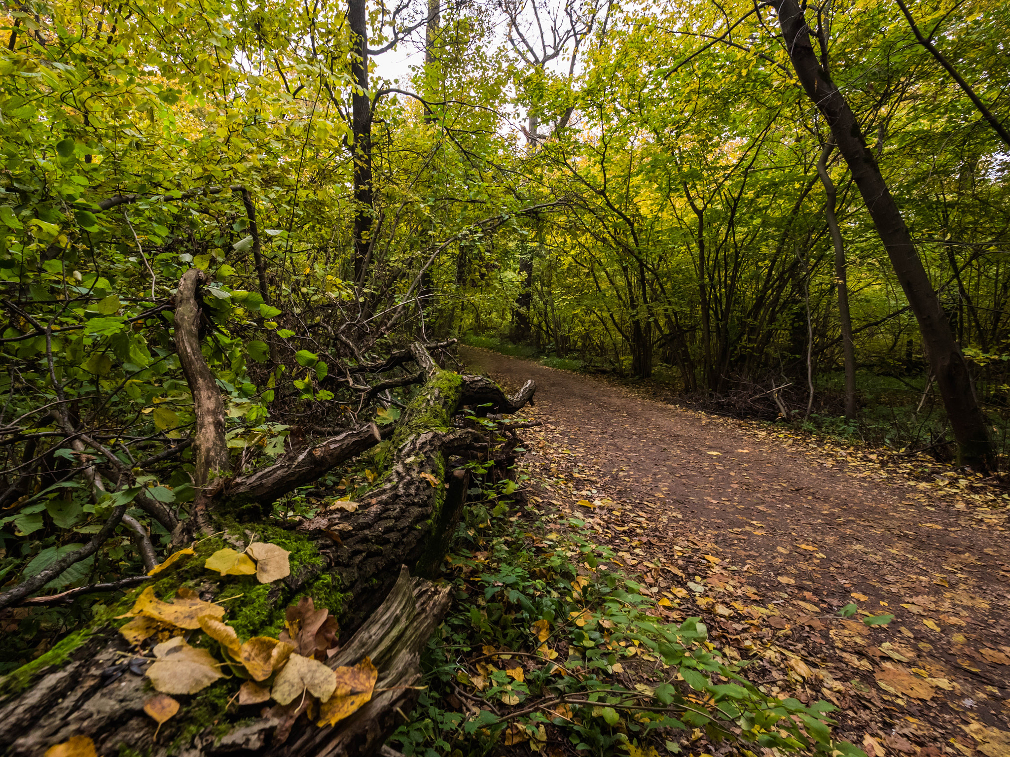 Panasonic Lumix DMC-GH4 + Olympus M.Zuiko Digital ED 7-14mm F2.8 PRO sample photo. Footpath in the forest photography