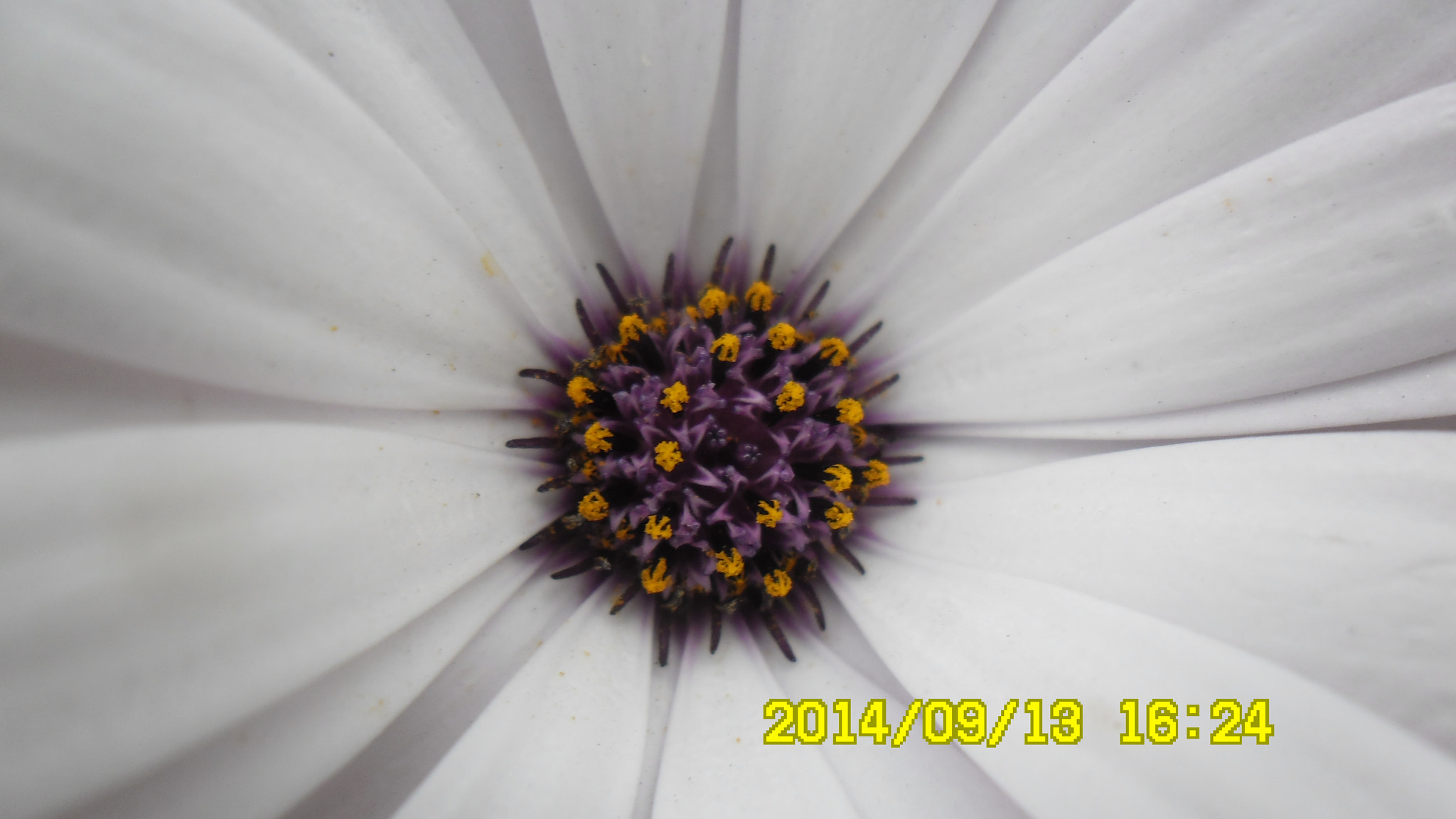 Samsung ES80/ ES81 sample photo. Flower photography