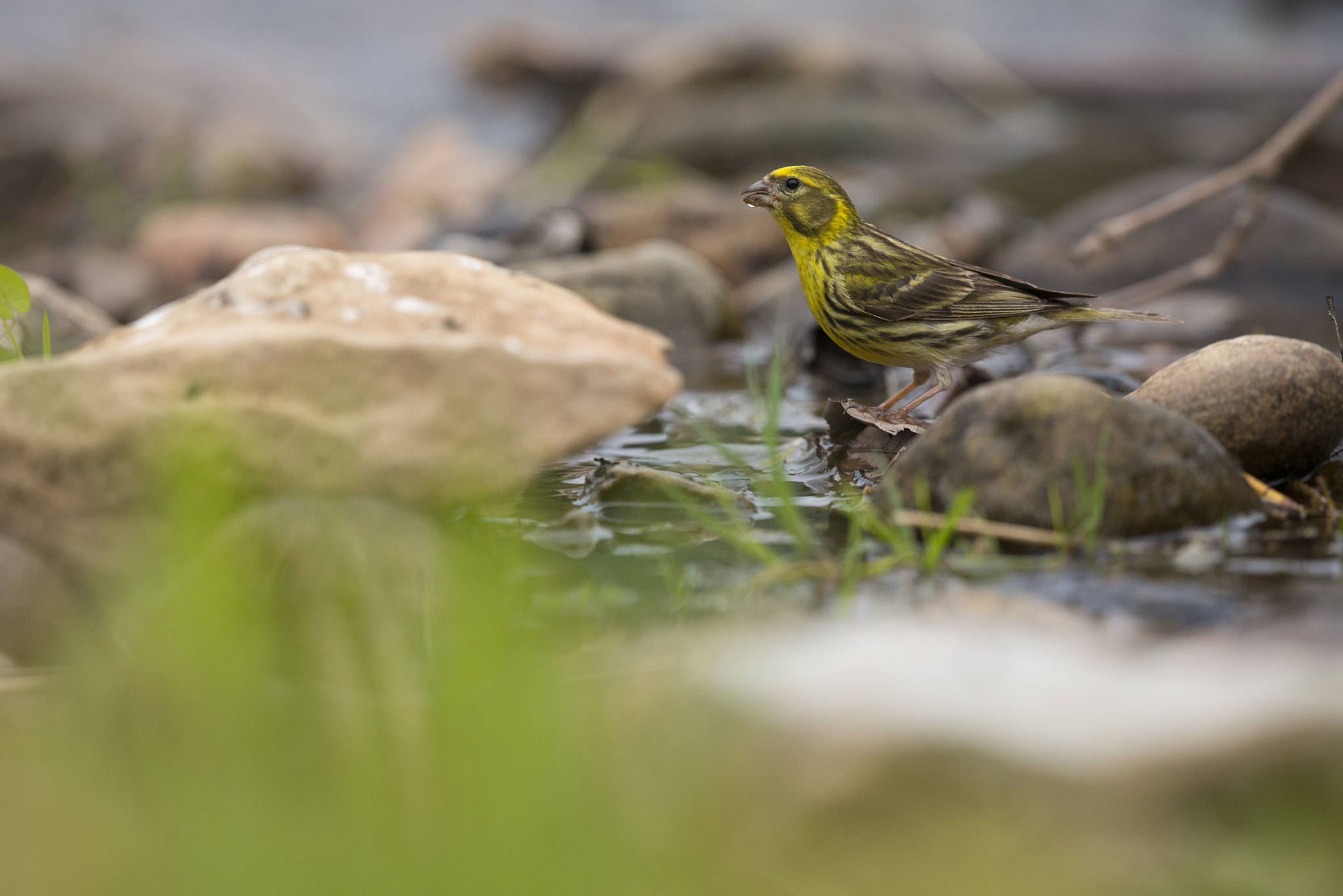 Nikon D800E + Nikon AF-S Nikkor 500mm F4G ED VR sample photo. Serin des canaries - serinus canaria photography