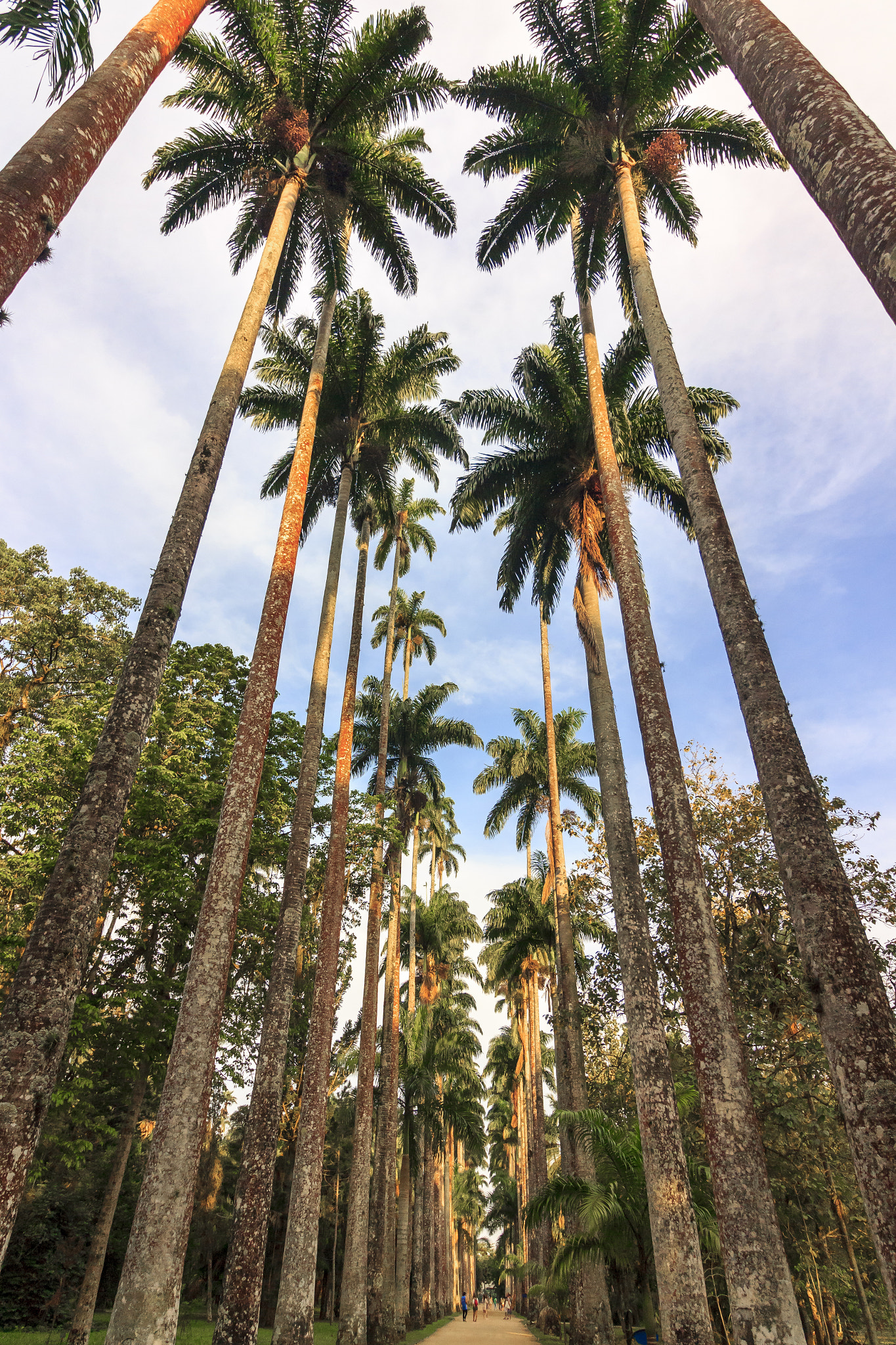 Canon EOS 1200D (EOS Rebel T5 / EOS Kiss X70 / EOS Hi) sample photo. Imperial palm tree alley photography