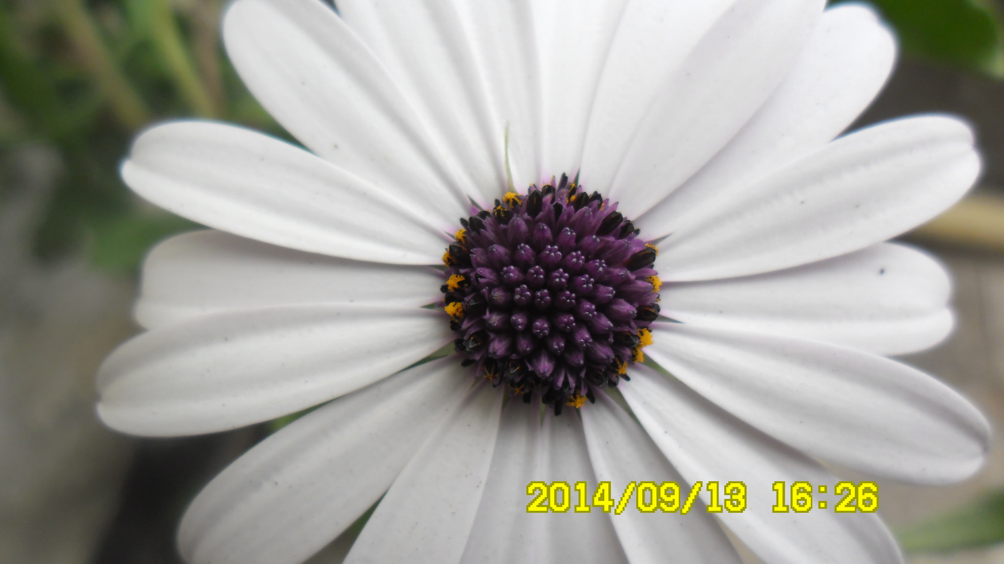 Samsung ES80/ ES81 sample photo. Flower ii photography