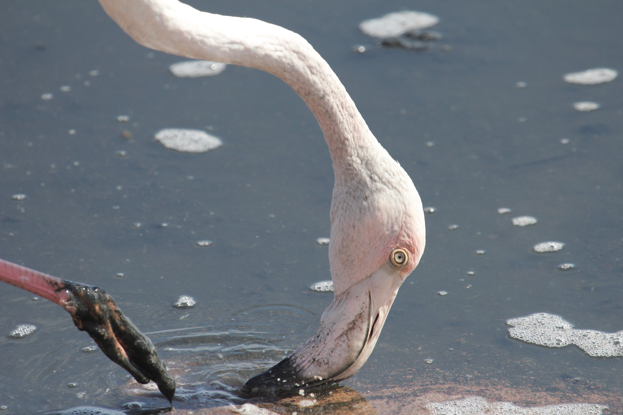 Canon EF 100-400mm F4.5-5.6L IS USM sample photo. Feeding flamingo photography
