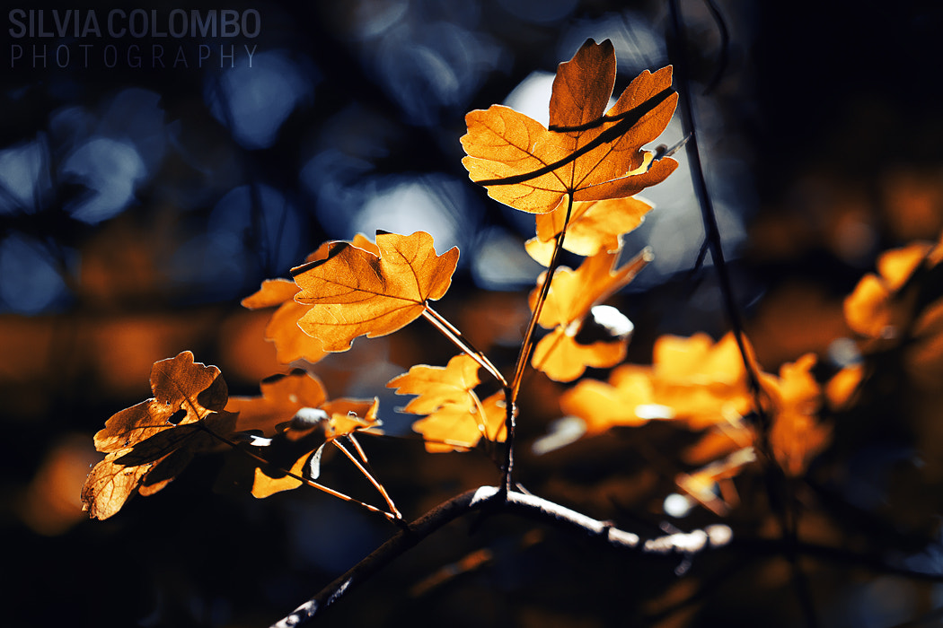 Canon EOS 600D (Rebel EOS T3i / EOS Kiss X5) + Canon EF 100mm F2.8L Macro IS USM sample photo. Dream of fall photography