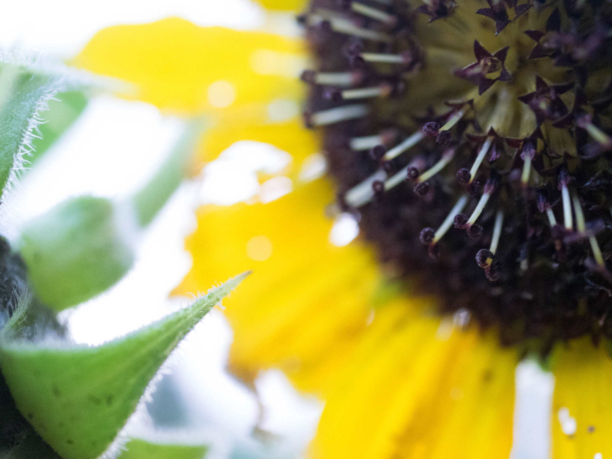 Olympus OM-D E-M1 + Panasonic Lumix G Macro 30mm F2.8 ASPH Mega OIS sample photo. Sunflower photography