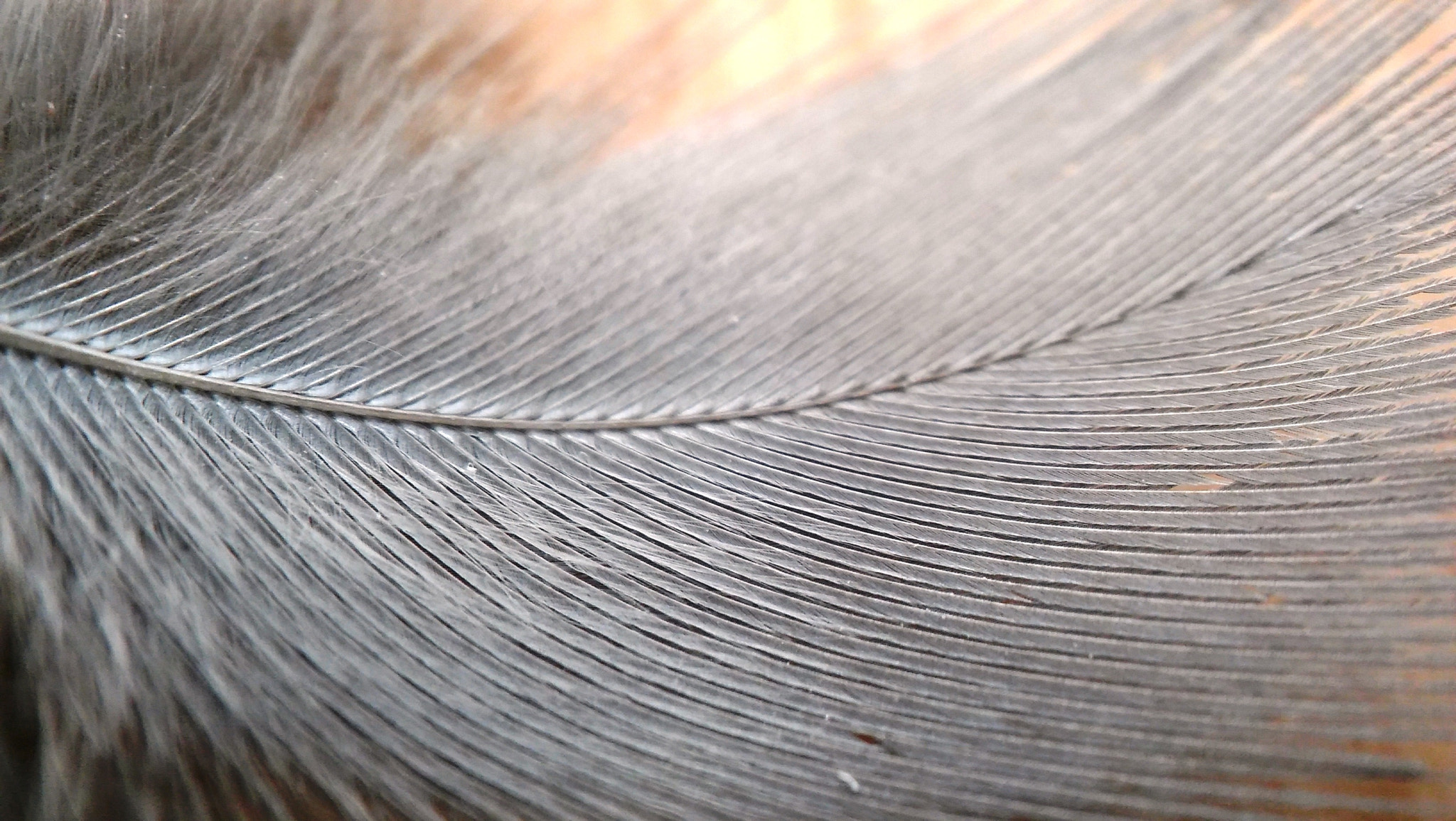 LG SPIRIT 4G LTE sample photo. Feather photography