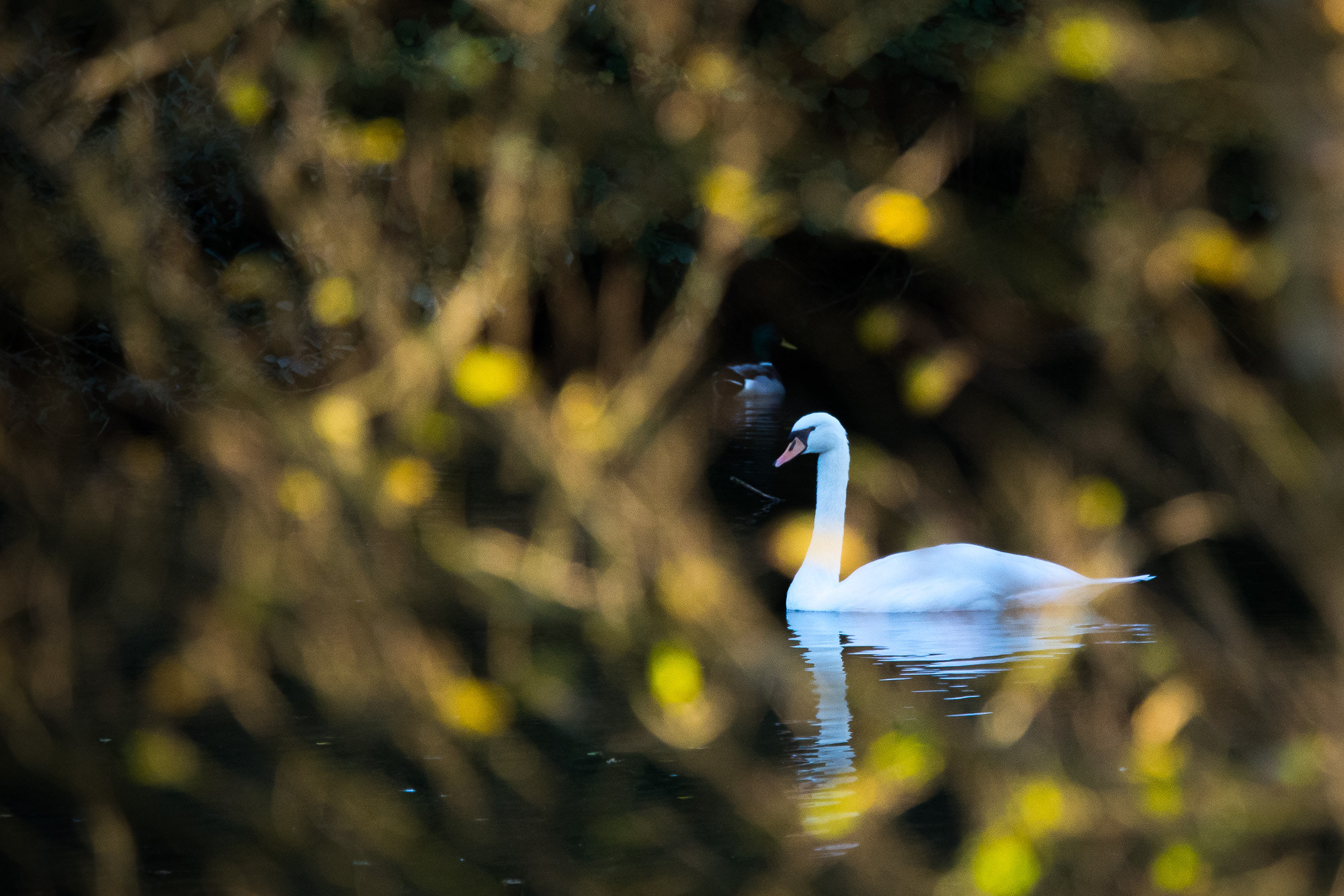 Olympus OM-D E-M10 sample photo. Autumn swan photography