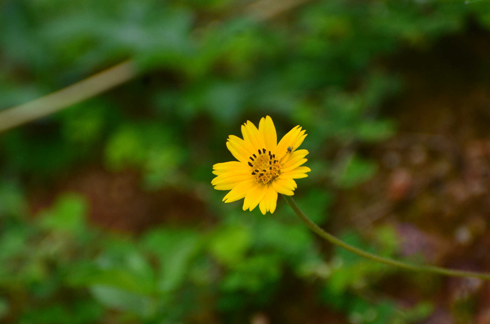 Nikon D5100 sample photo. One yellow flower. photography