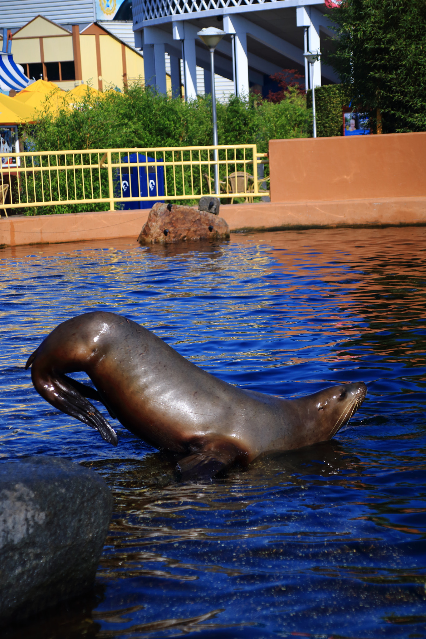 Canon EOS 760D (EOS Rebel T6s / EOS 8000D) + Canon TS-E 90mm F2.8 Tilt-Shift sample photo. Sea lion @dolfinarium harderwijk photography