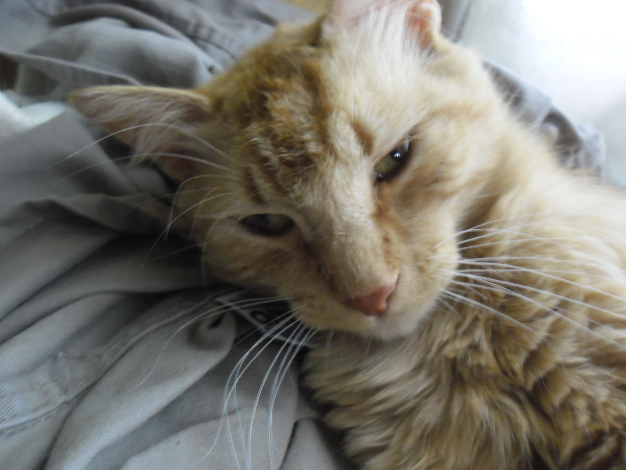 Samsung ES80/ ES81 sample photo. A cat photography