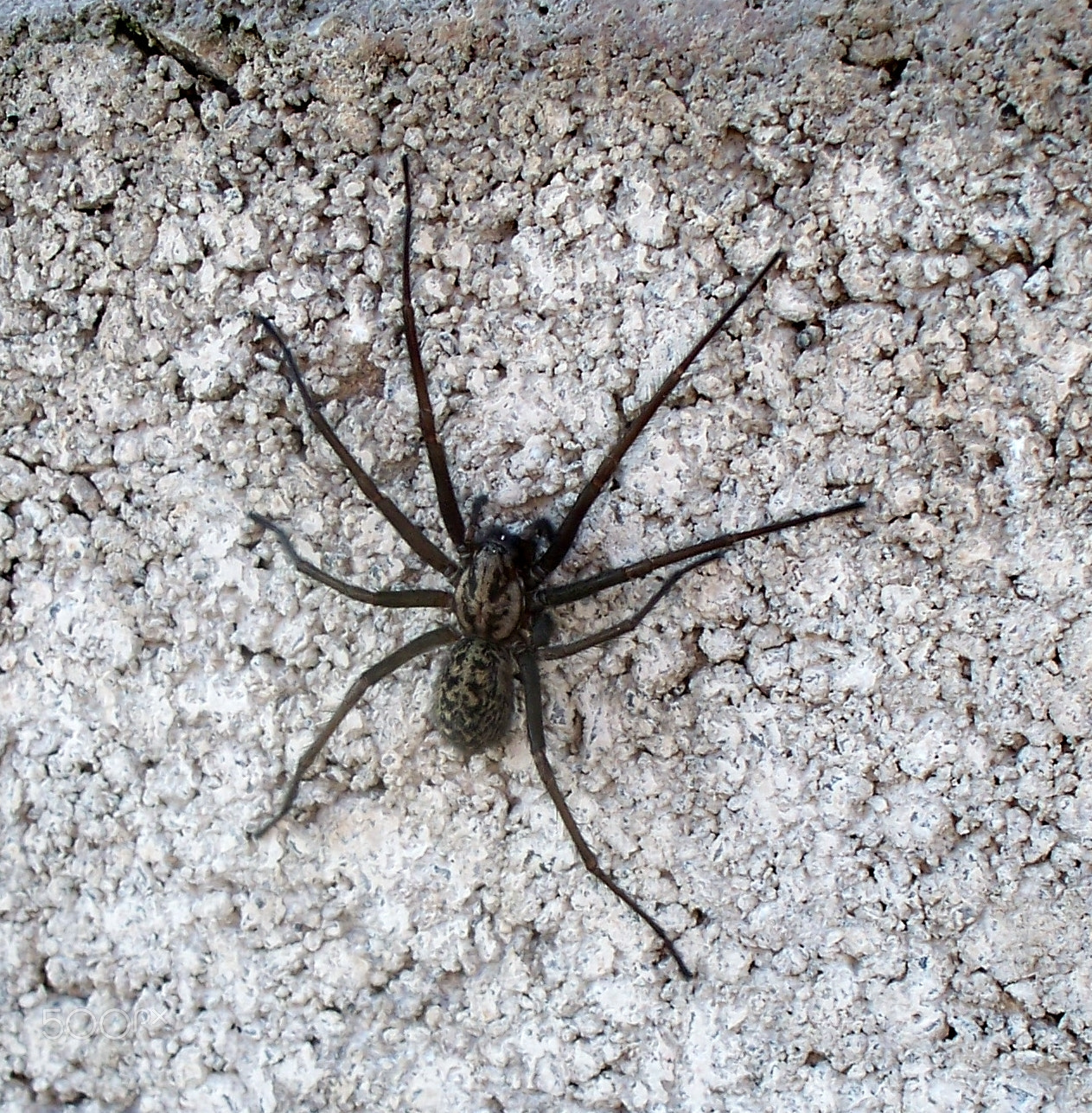 Kodak Z1275 ZOOM DIGITAL CAMERA sample photo. Large spider photography