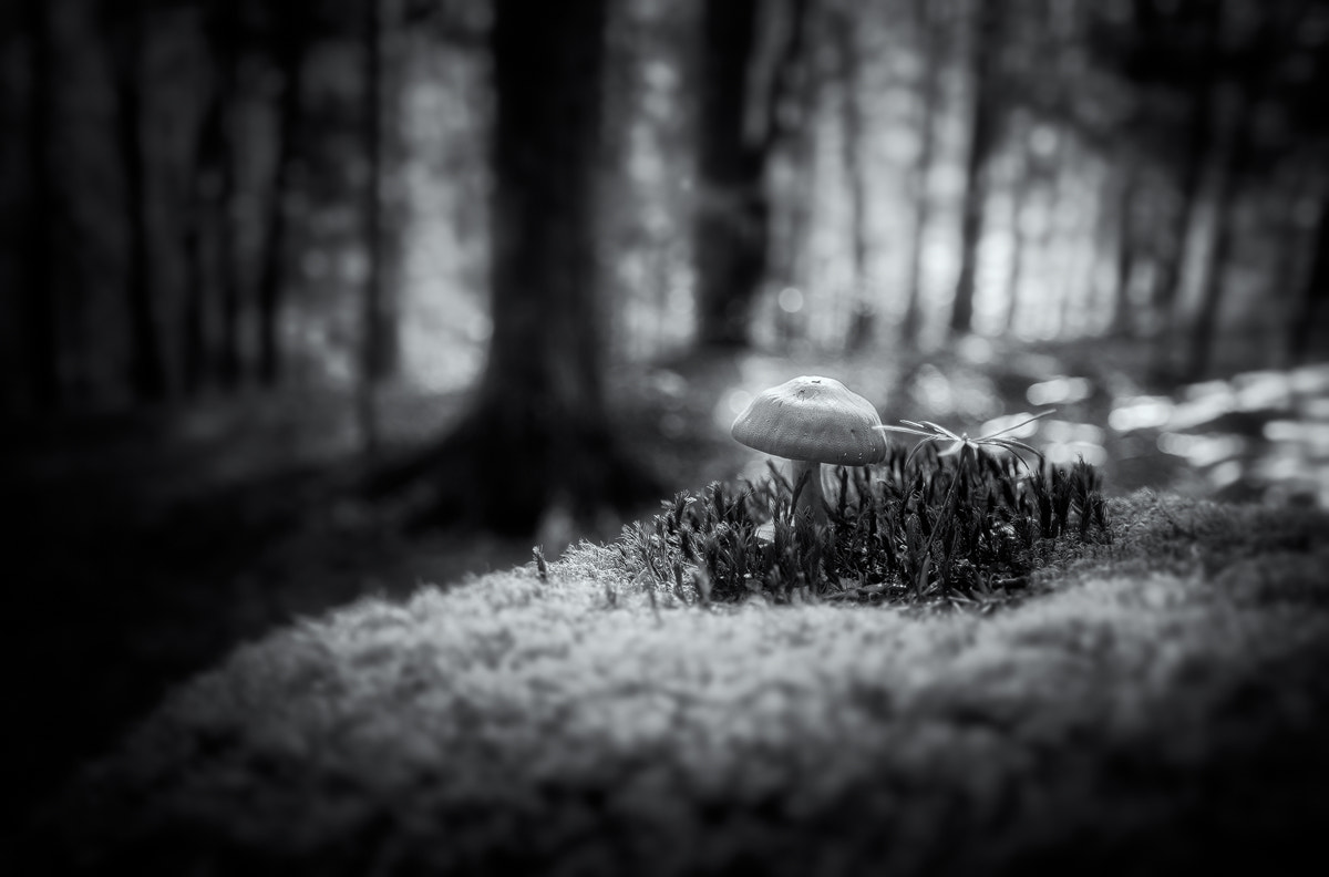 Nikon D800 + ZEISS Distagon T* 21mm F2.8 sample photo. Mushroom in bw photography