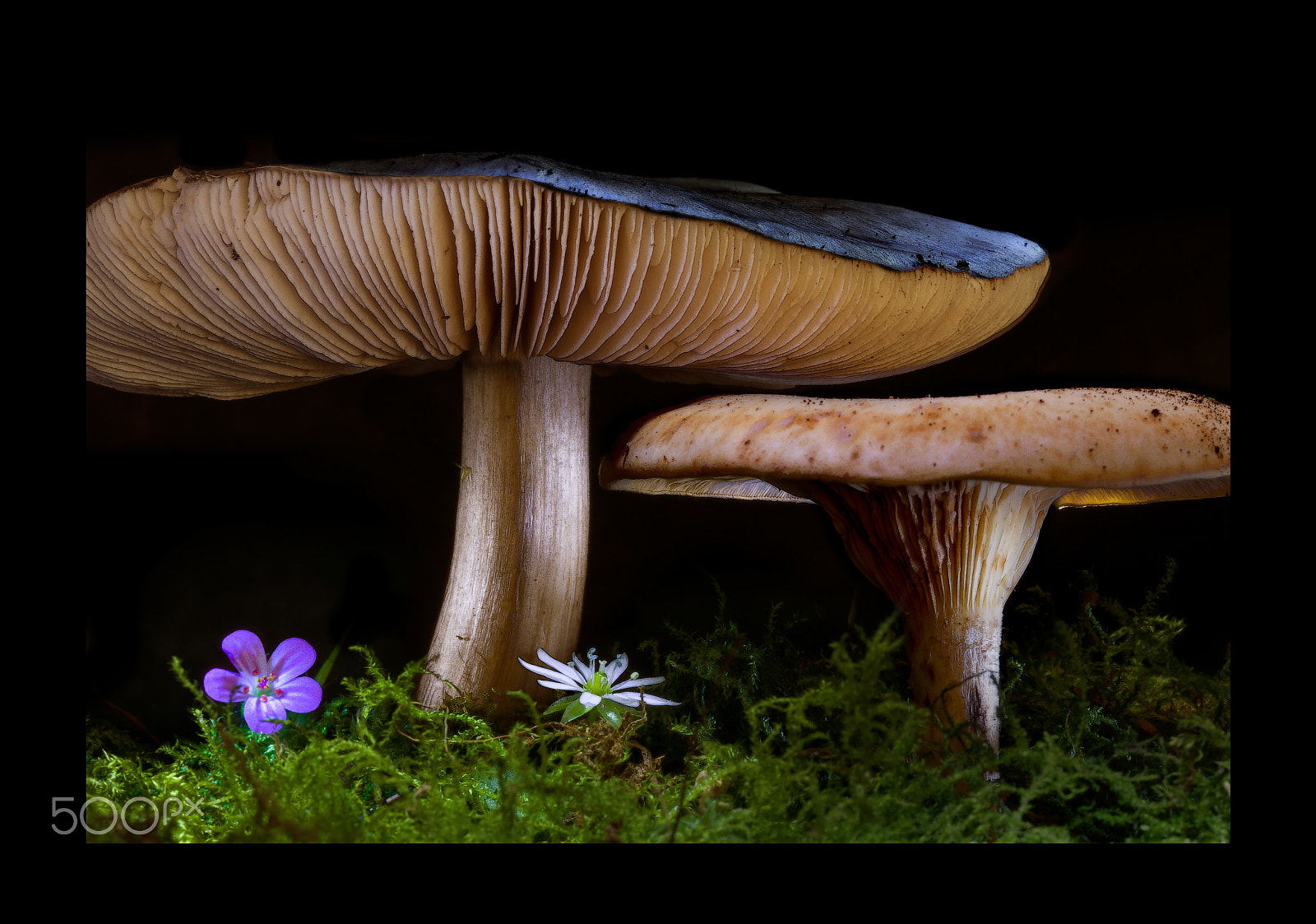 Canon EOS 80D + Sigma 105mm F2.8 EX DG OS HSM sample photo. Mushroom with lamp photography