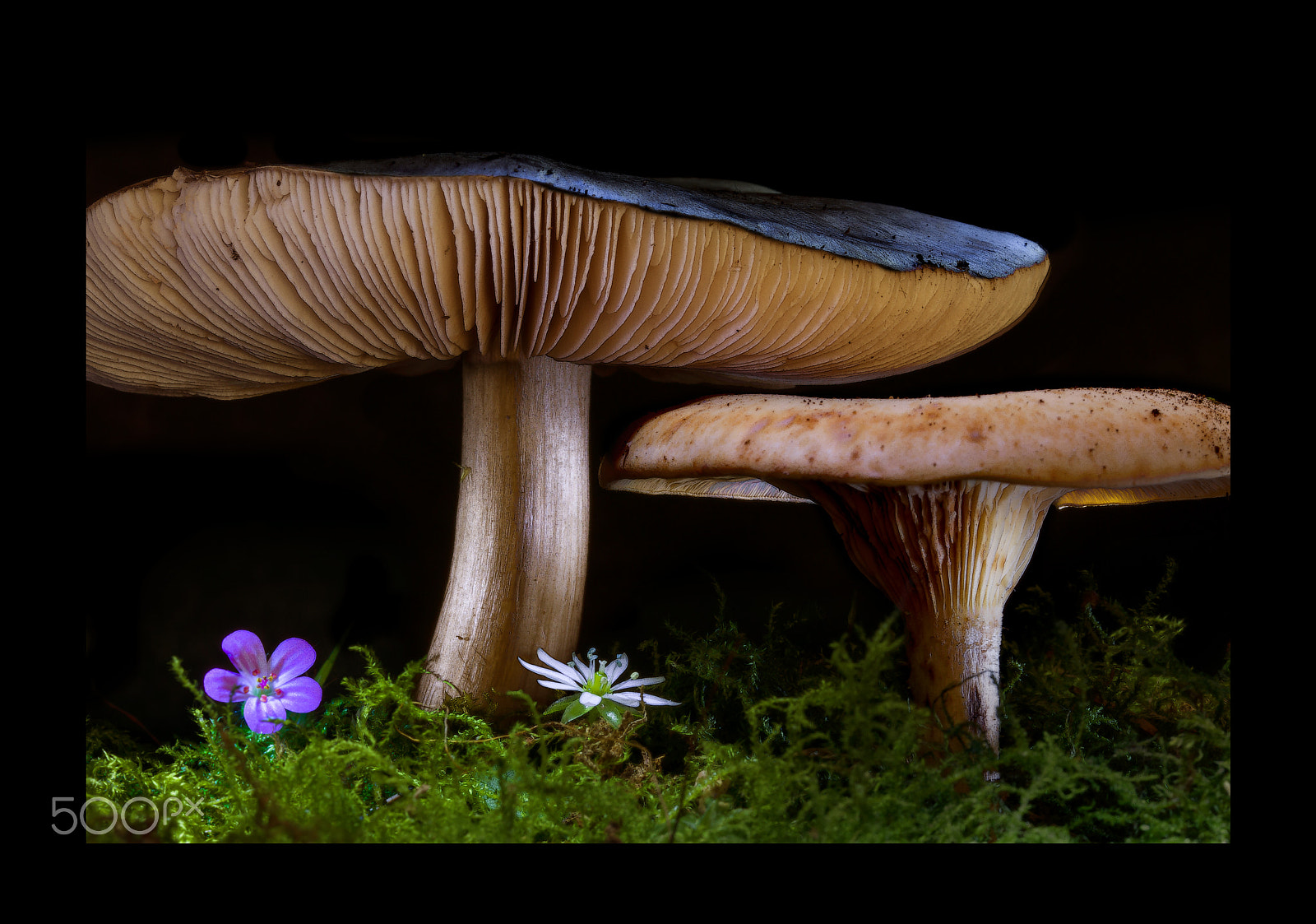 Sigma 105mm F2.8 EX DG OS HSM sample photo. Mushroom with lamp photography