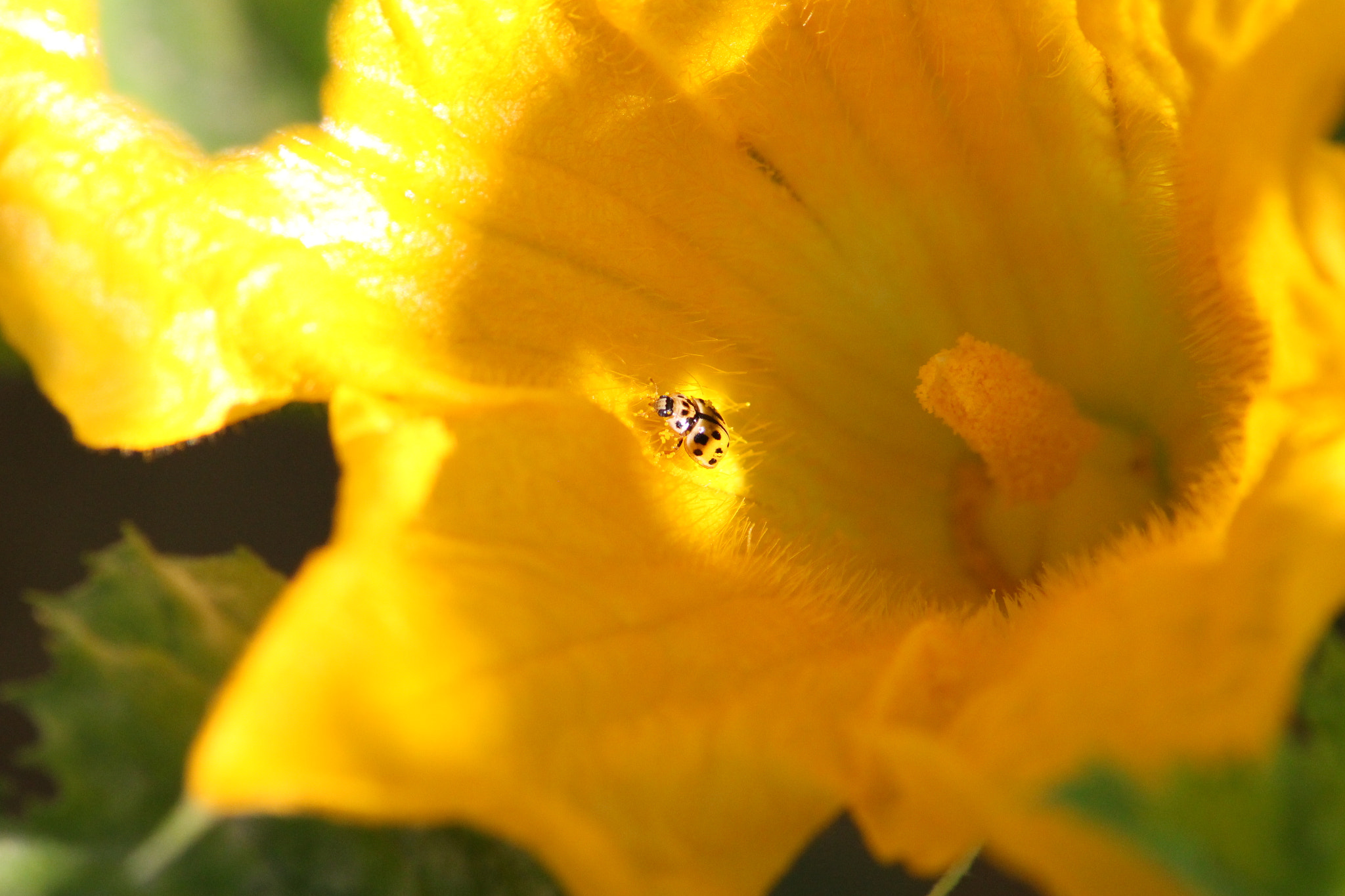 Canon EOS 100D (EOS Rebel SL1 / EOS Kiss X7) + Sigma 50-200mm F4-5.6 DC OS HSM sample photo. Ladybug in a pumpkin flower photography