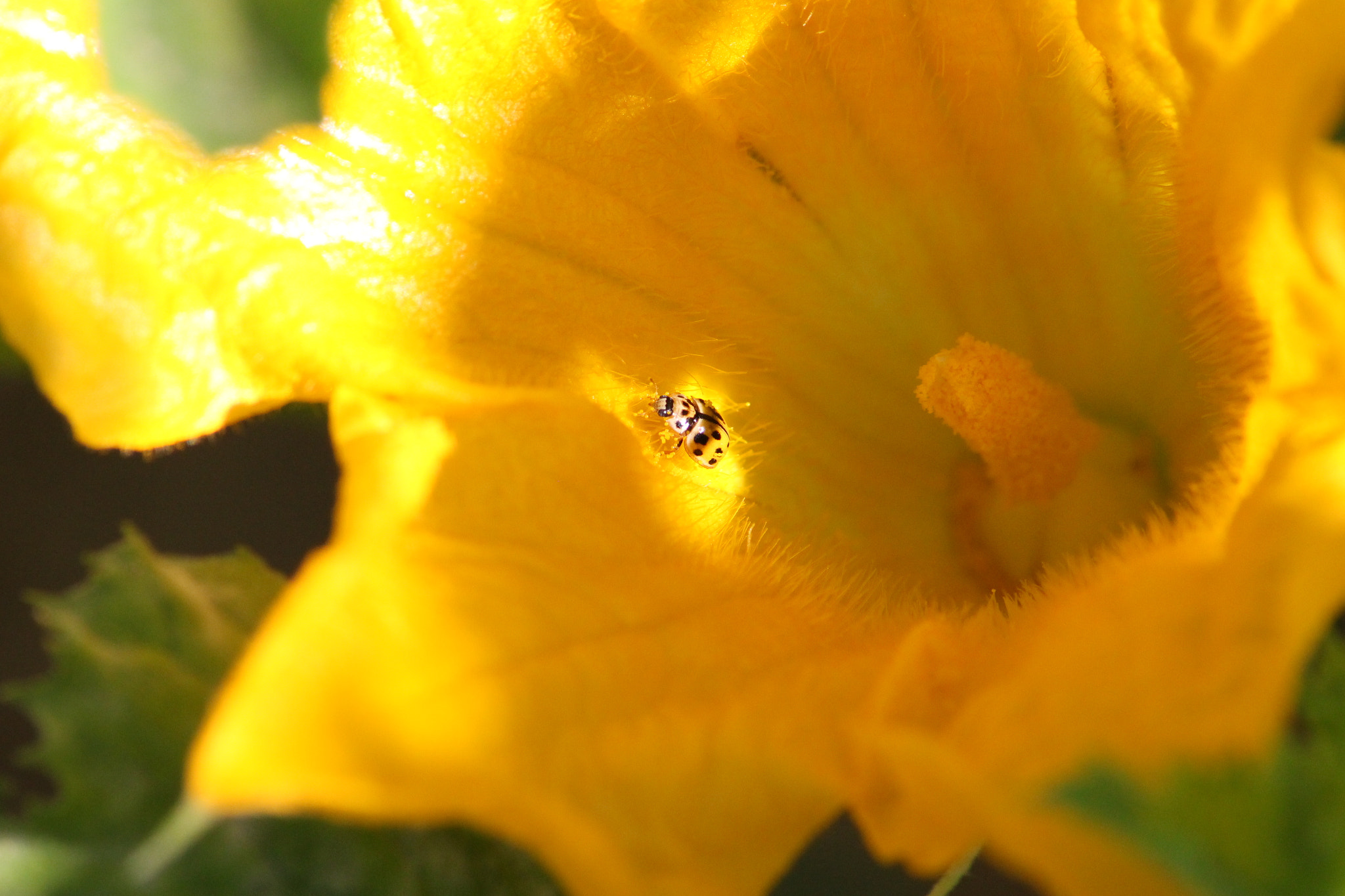 Canon EOS 100D (EOS Rebel SL1 / EOS Kiss X7) sample photo. Ladybug in a pumpkin flower photography
