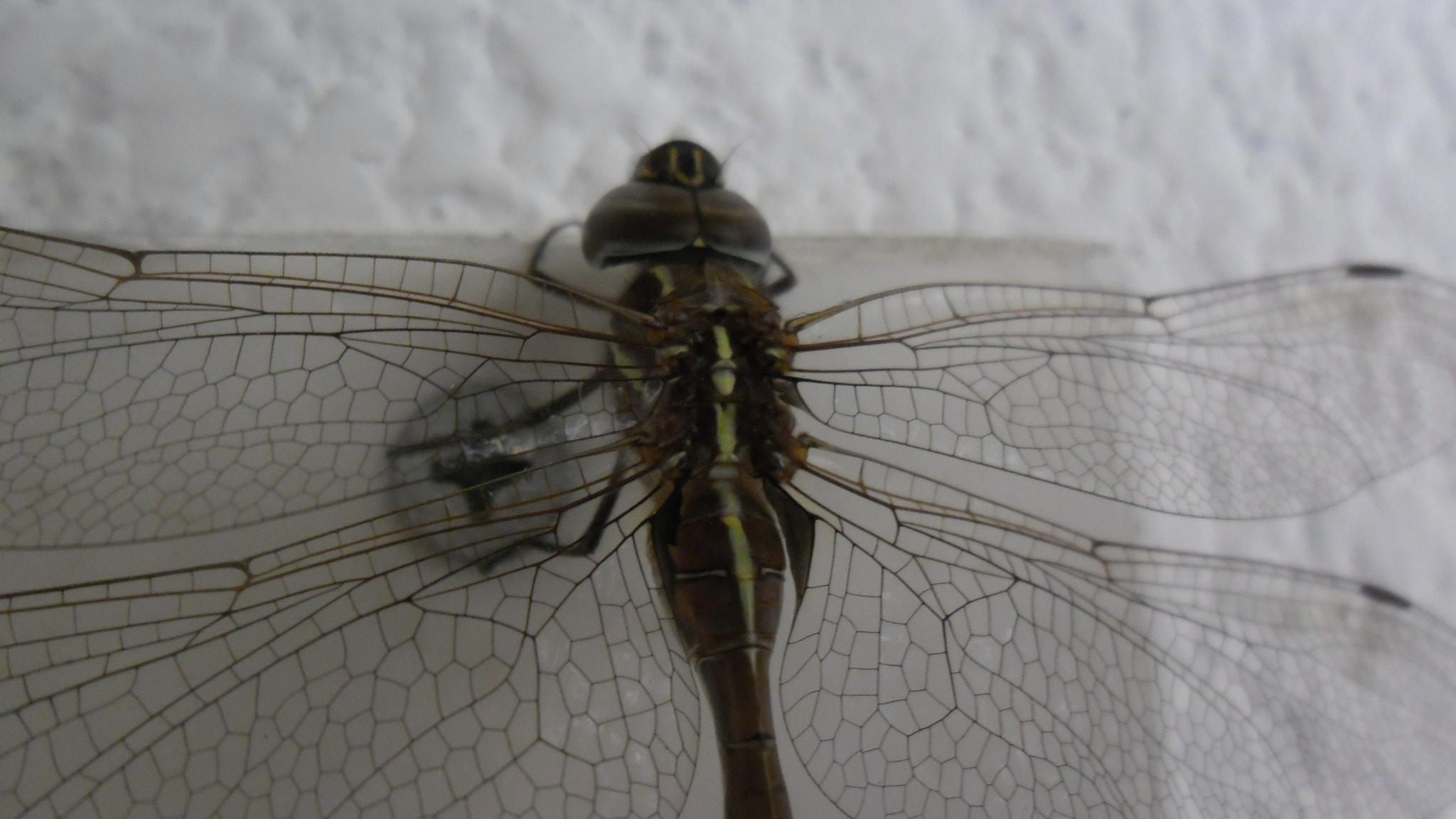 Samsung ES80/ ES81 sample photo. Dragonfly photography