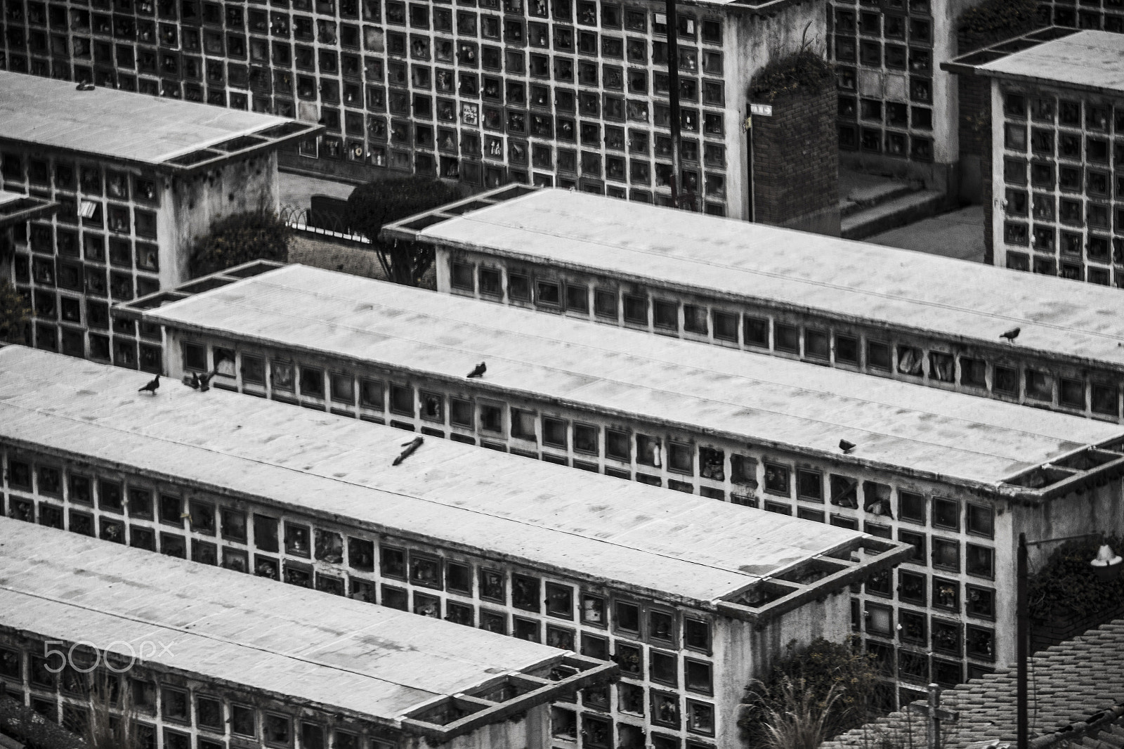 Canon EF-S 55-250mm F4-5.6 IS STM sample photo. Mosaico photography