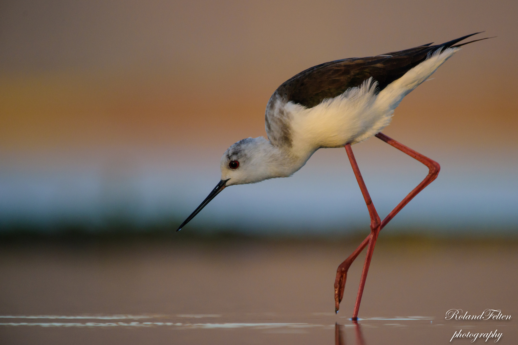 Nikon D810 + Nikon AF-S Nikkor 200-400mm F4G ED-IF VR sample photo. Black-winged stilt photography