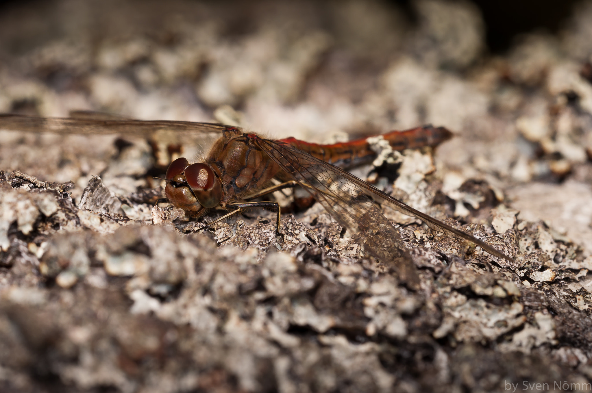Sigma 150mm F2.8 EX DG Macro HSM sample photo. Dragonfly photography
