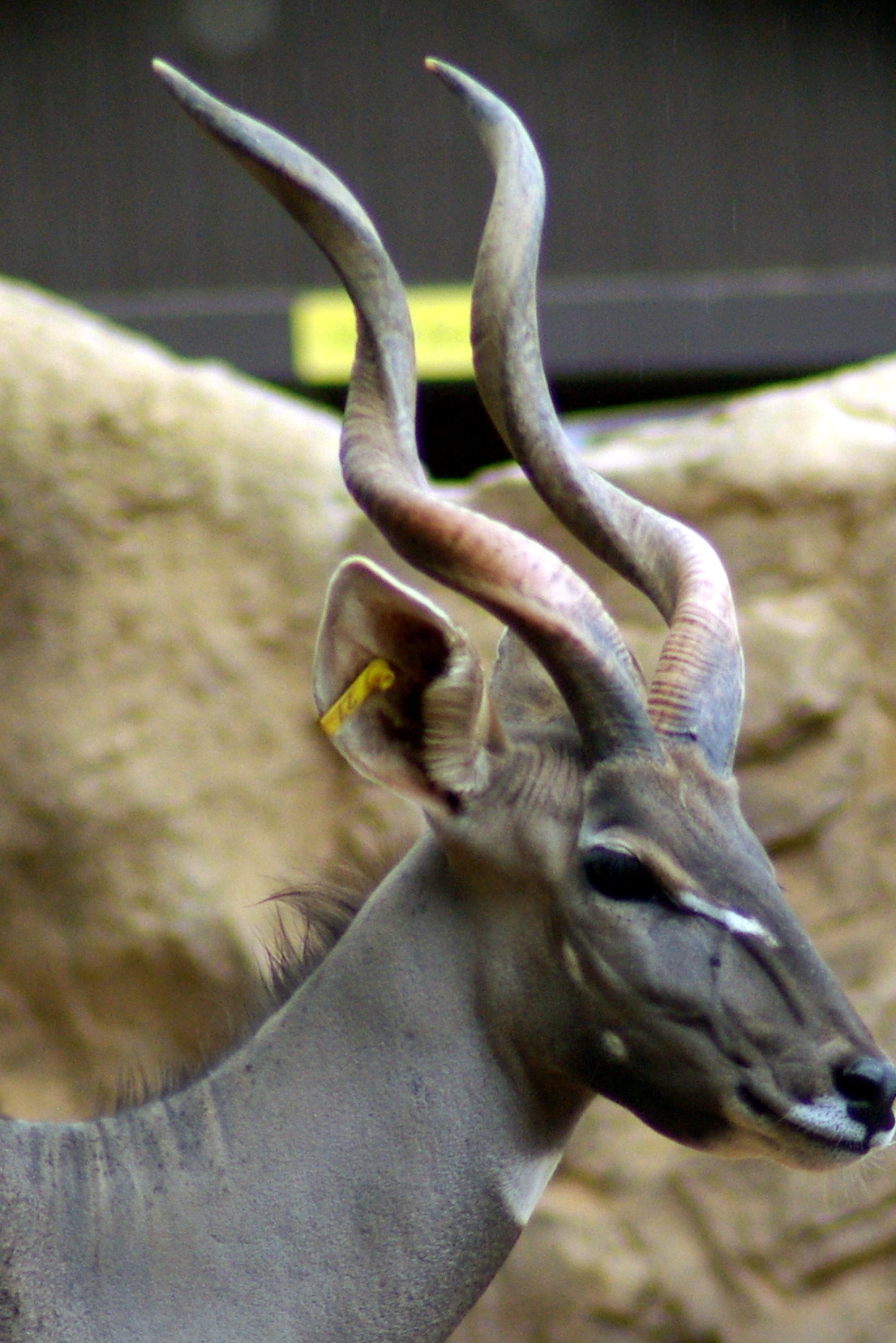 Pentax K10D sample photo. Spiral-horned antelope photography