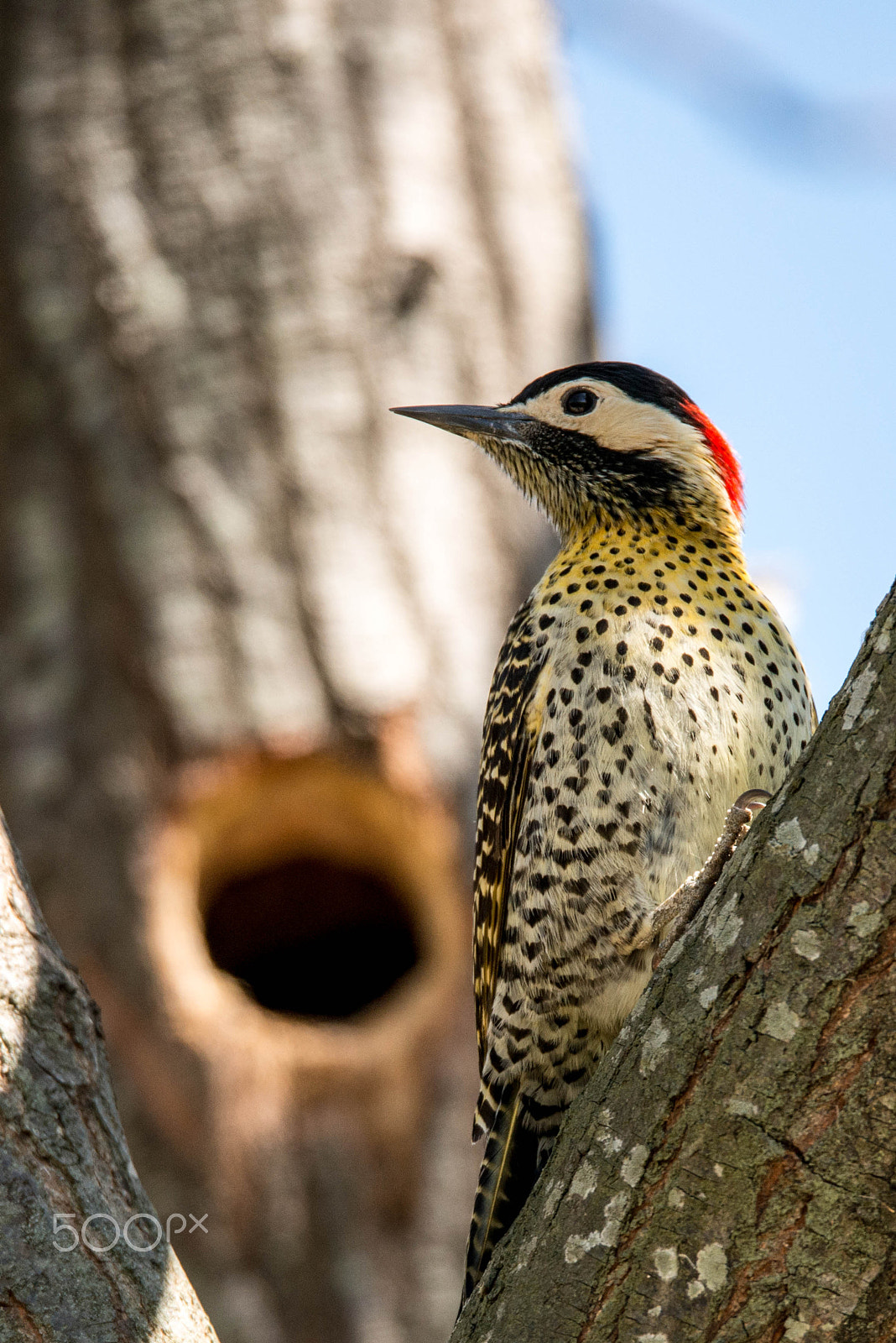 Sigma 150-600mm F5-6.3 DG OS HSM | S sample photo. Woodpecker photography