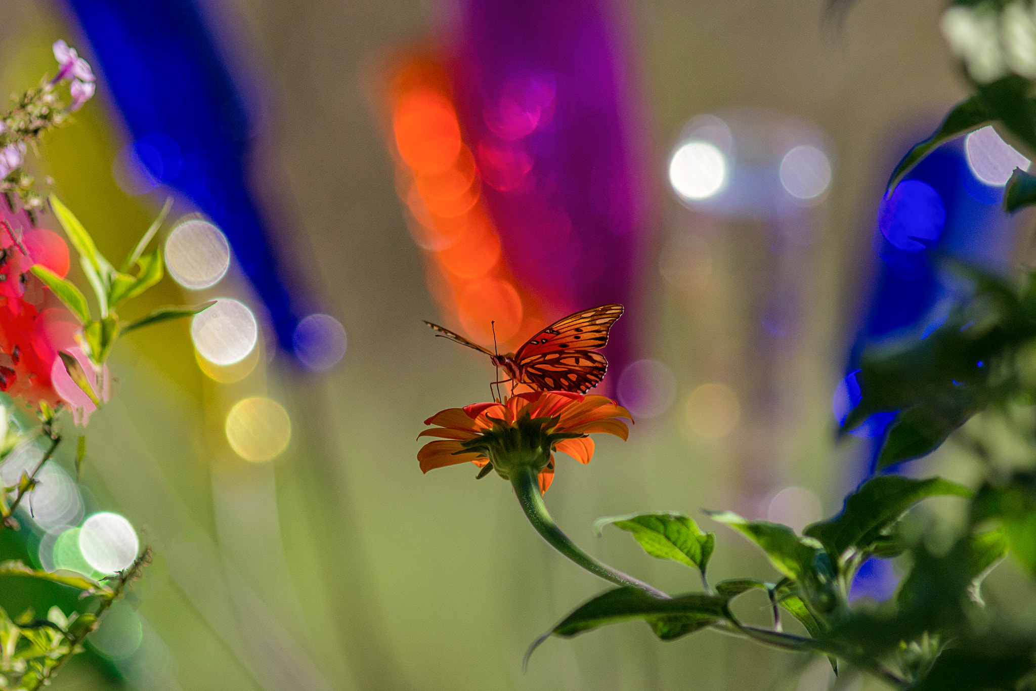Canon EF 200mm f/2.8L II + 2x sample photo. Butterfly light photography