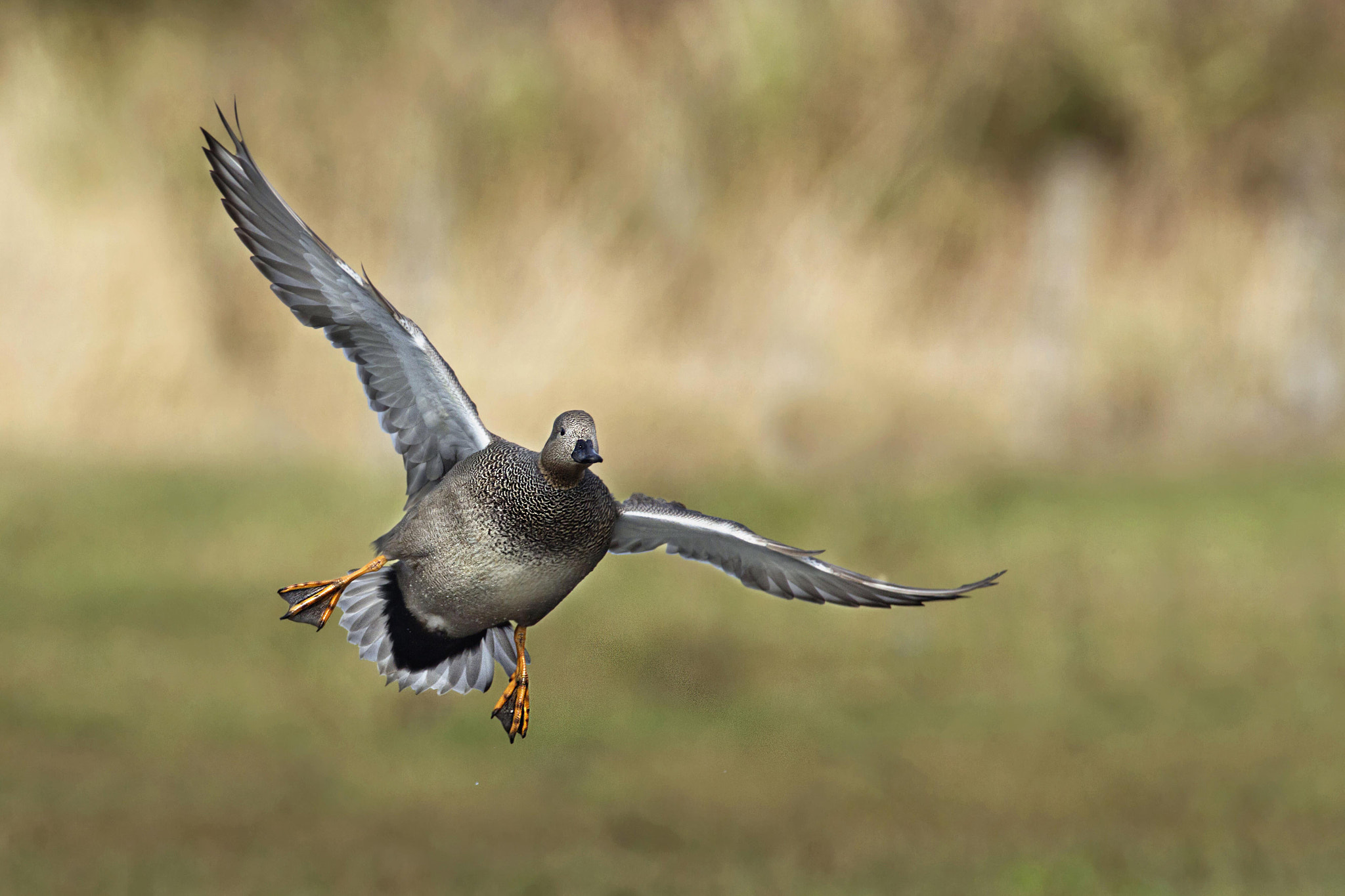 Canon EF 300mm f/2.8L + 1.4x sample photo. Gadwall photography