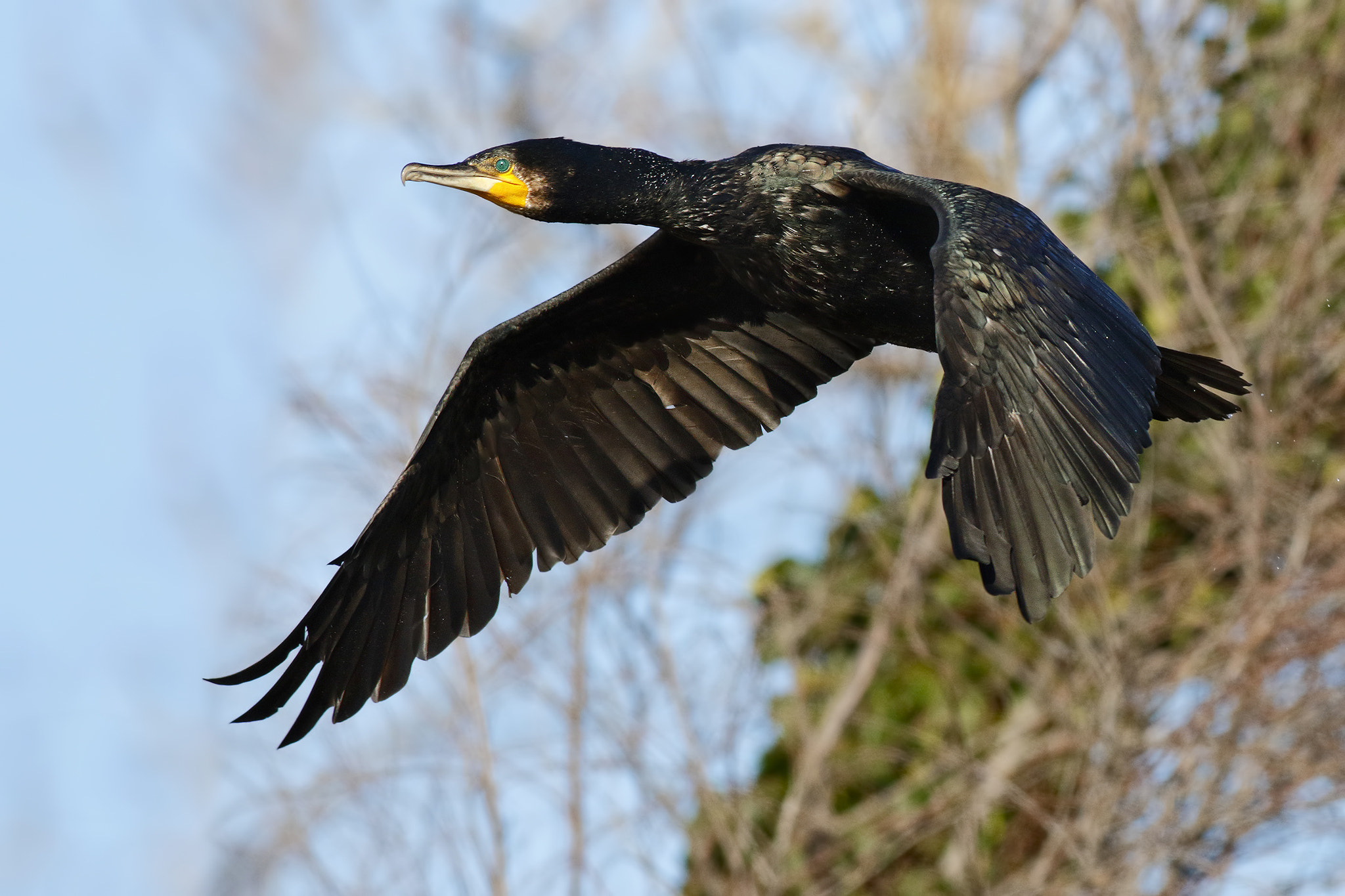 Canon EF 500mm f/4.5L sample photo. Cormorant photography