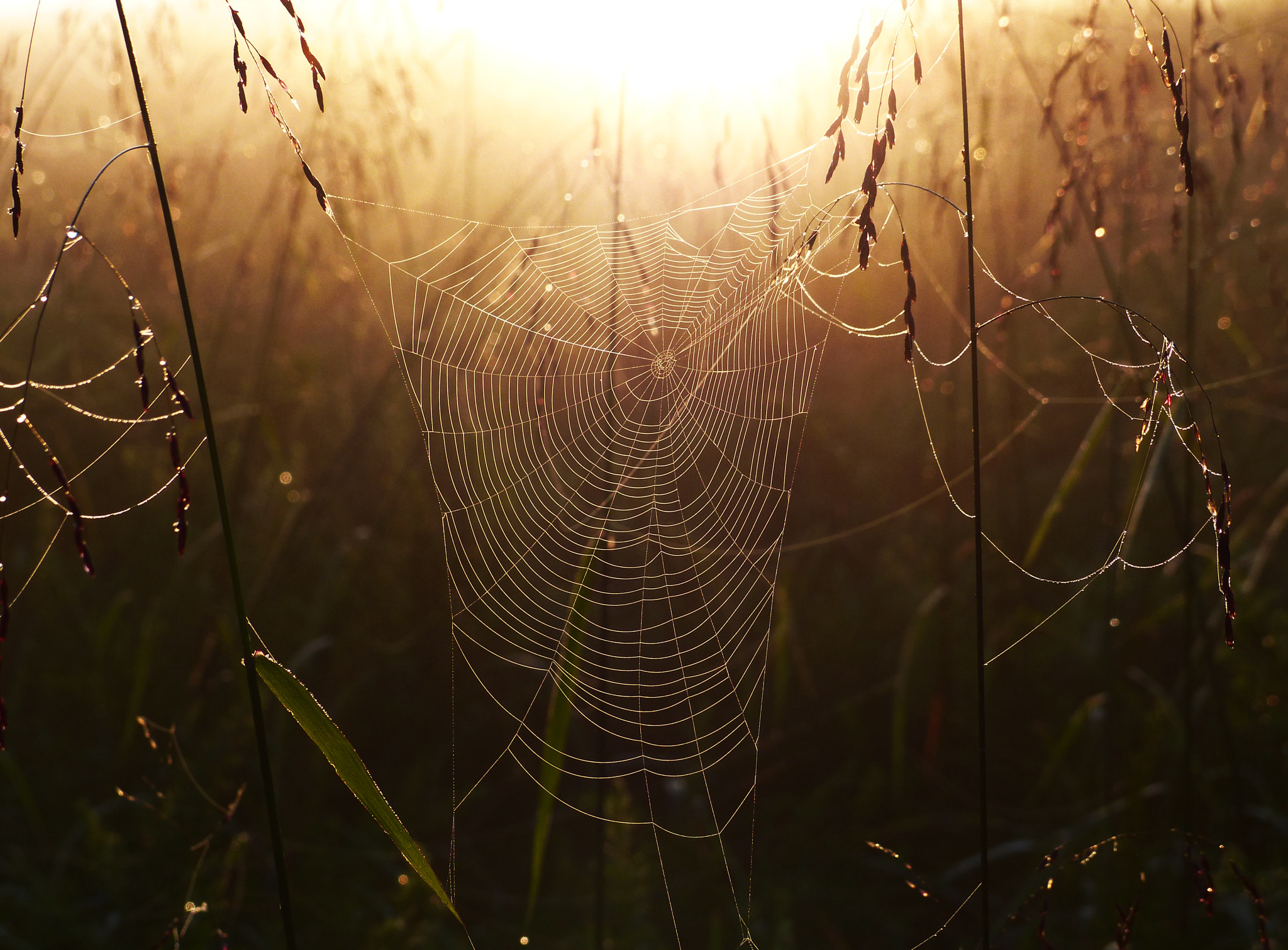 Leica V-Lux 4 sample photo. Meadow morning web photography